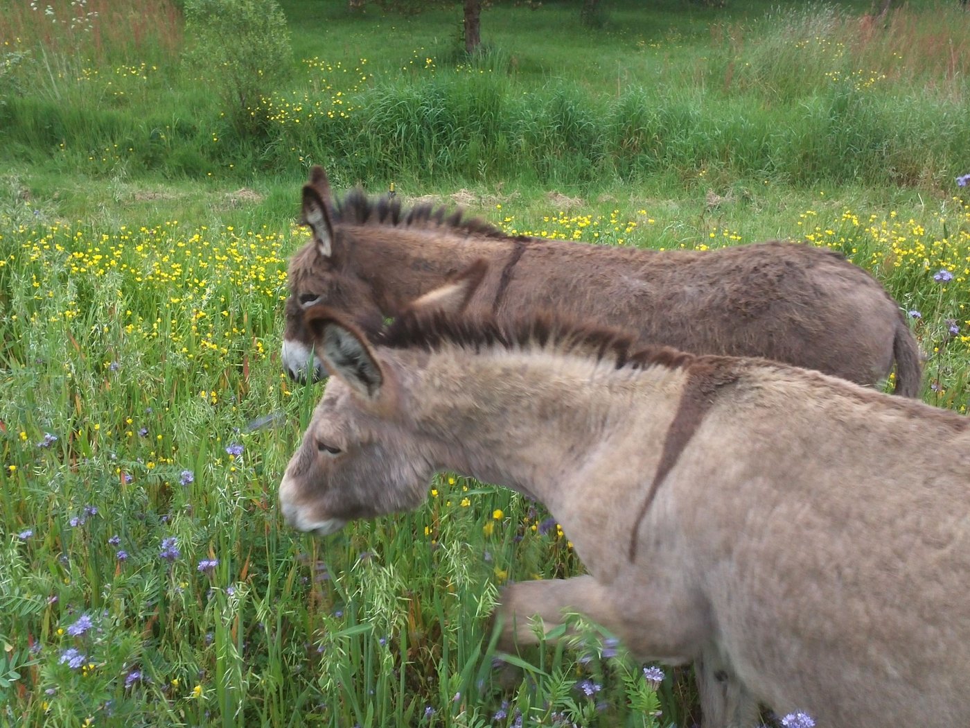 Ânes dans la prairie fleurie