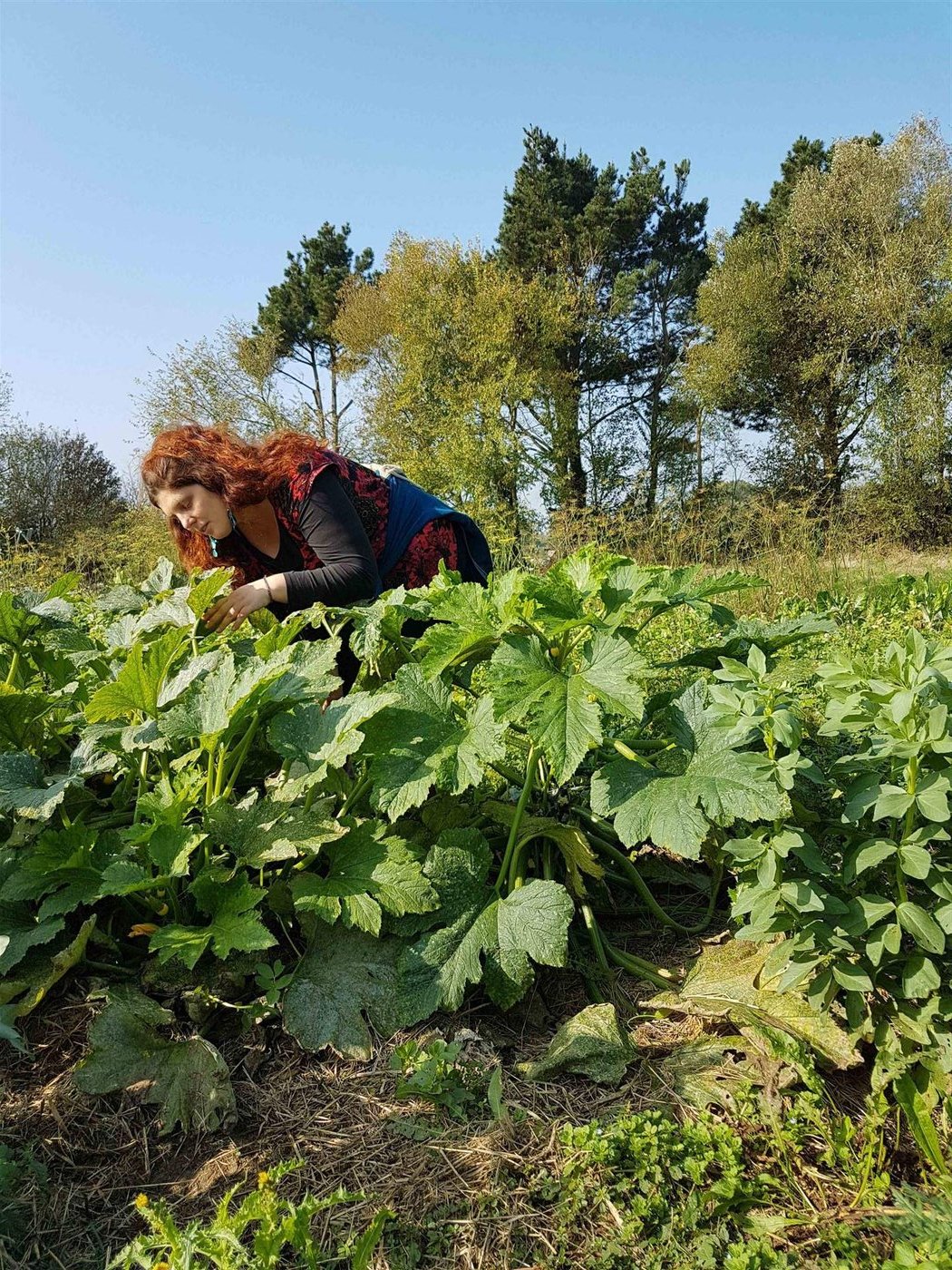 Louise-legumes-recolte