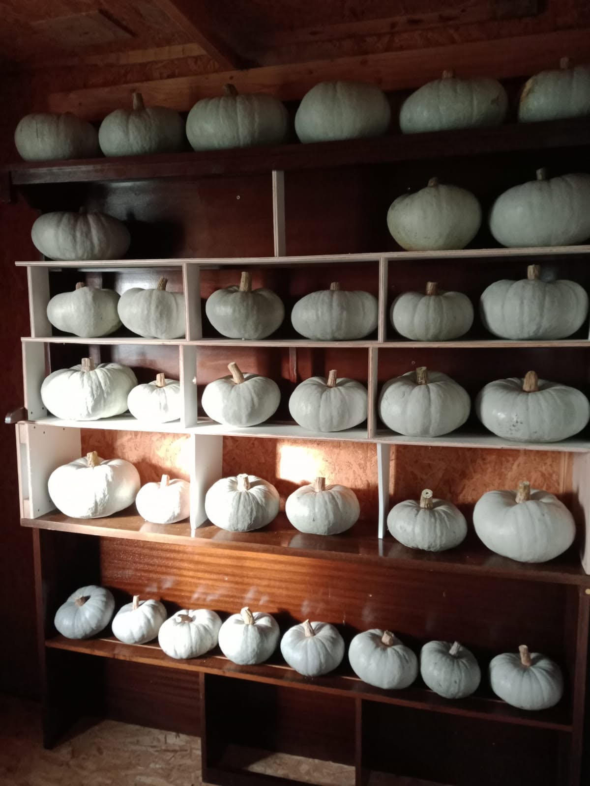 Courges bleues de la ferme