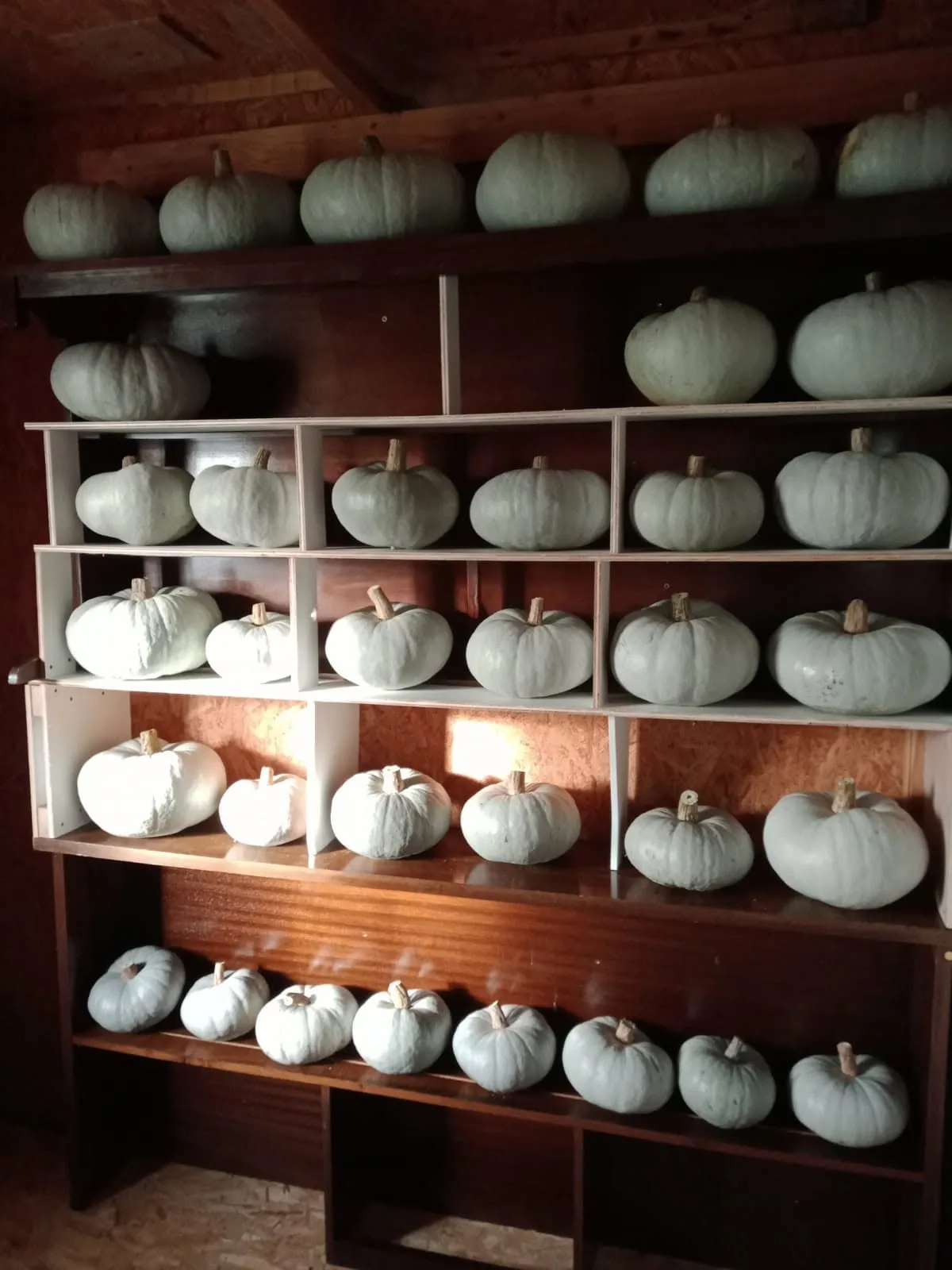Courges bleues de la ferme