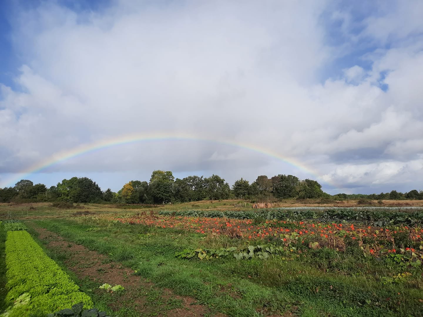courges dehors arc en ciel 20260731 223645