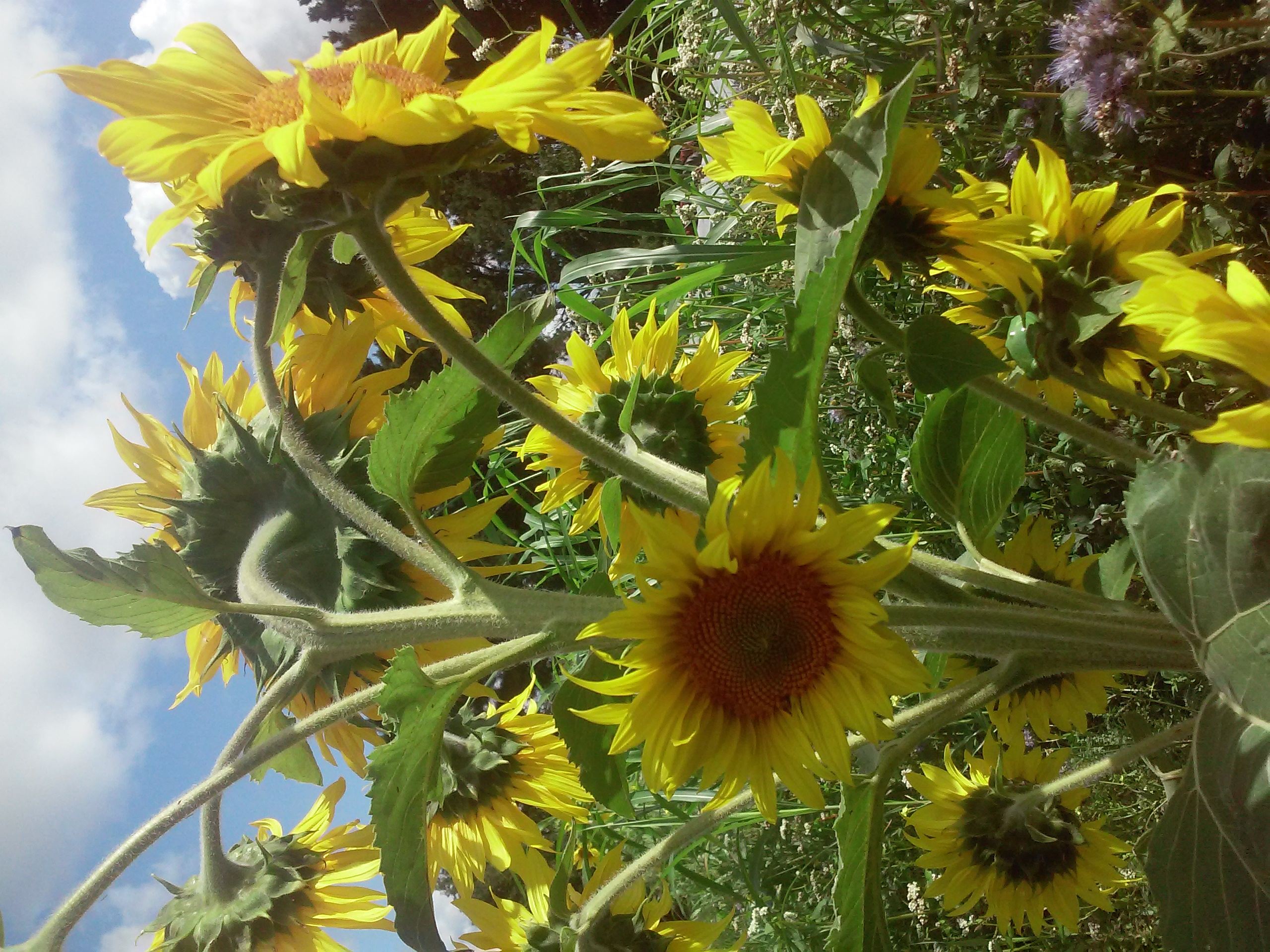 couvert tournesol 20260731 223635