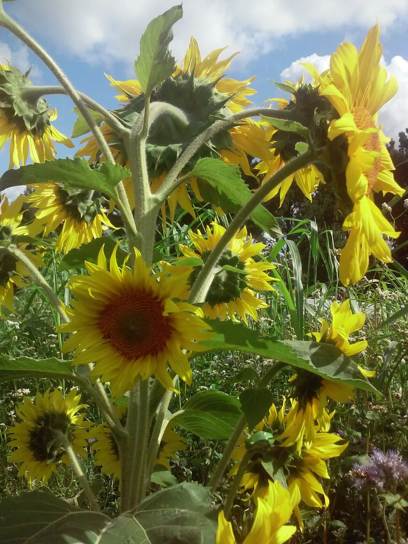 Couvert de tournesol
