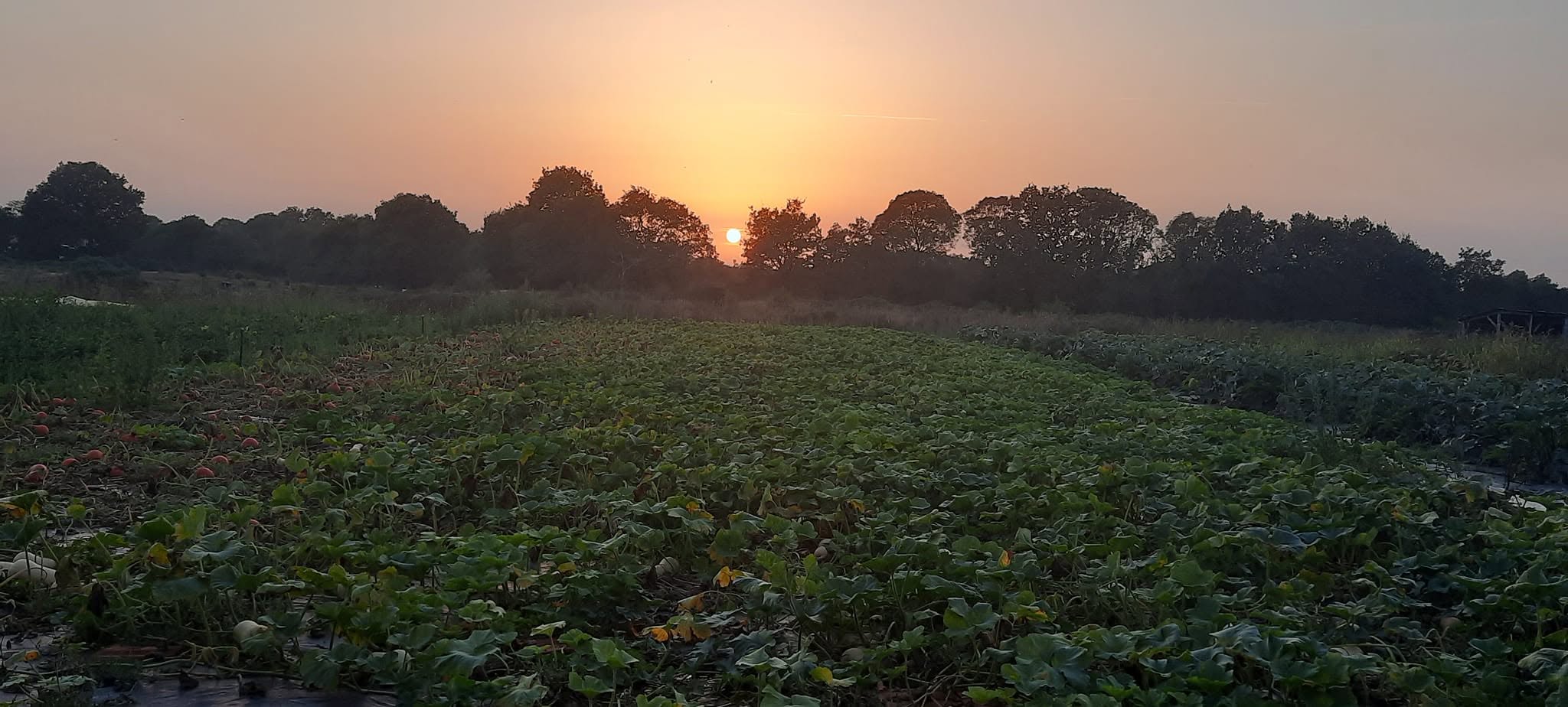 Cultures sous le Coucher de Soleil