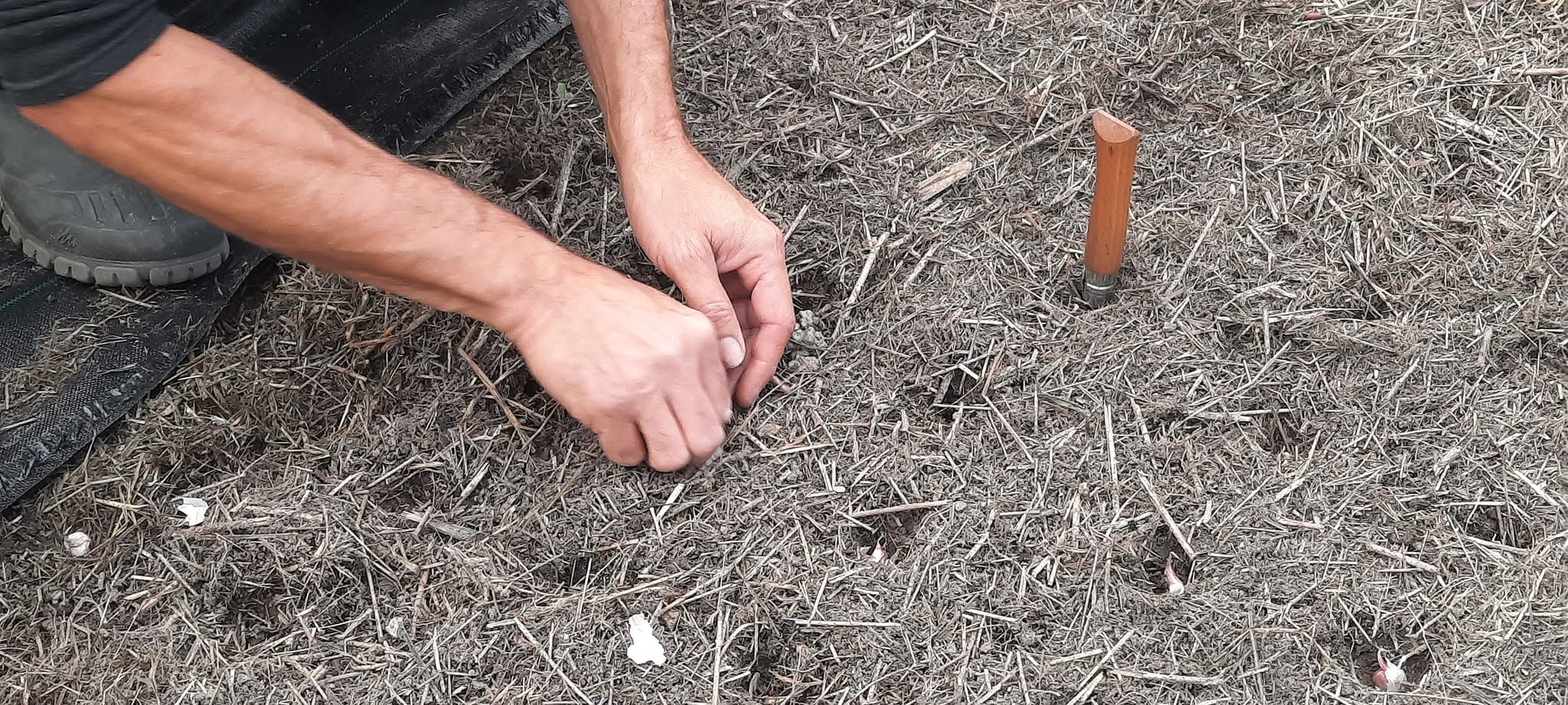 plantation ail2 20260731 223546
