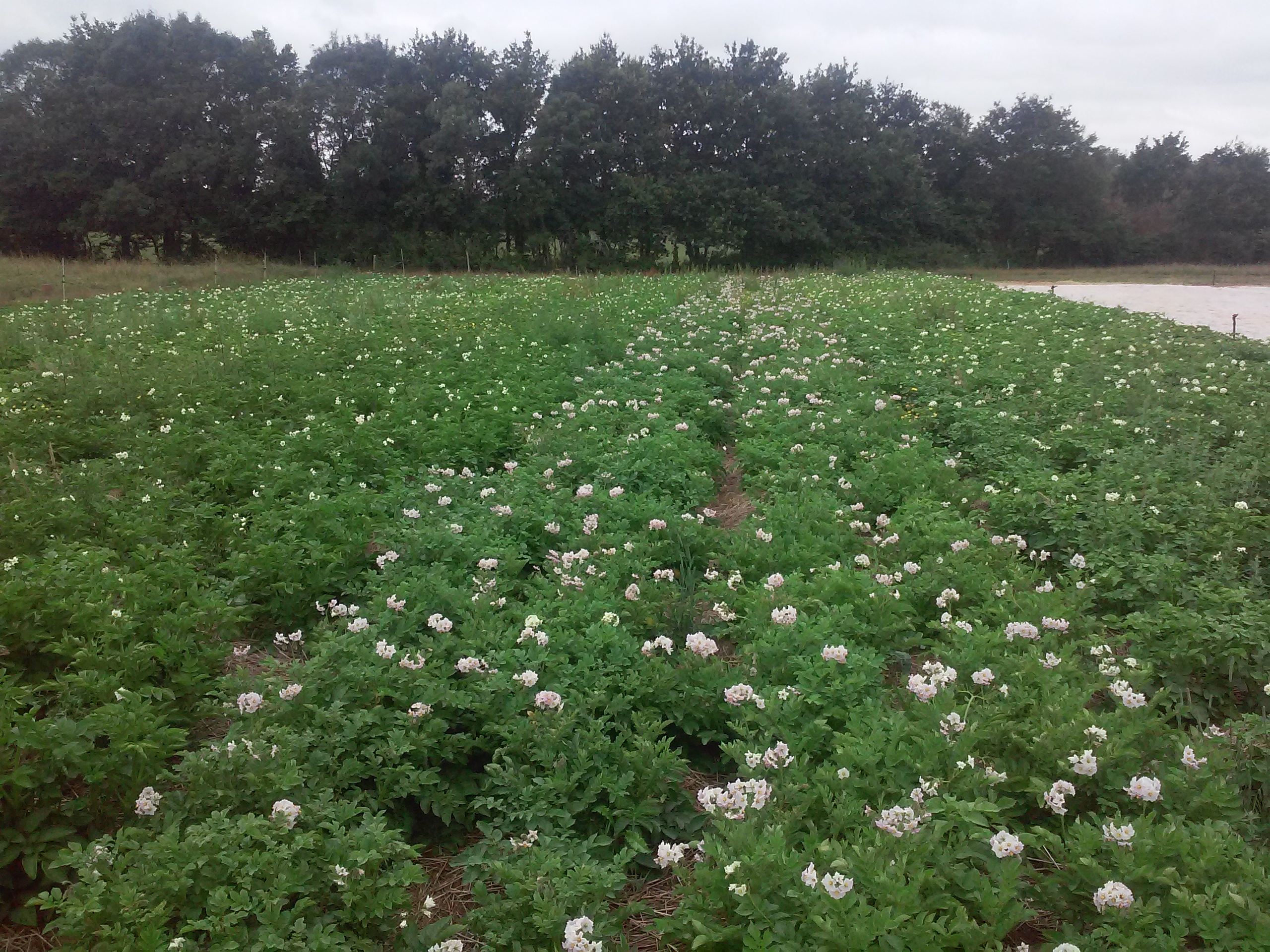 pomme de terre en fleur dans le foin