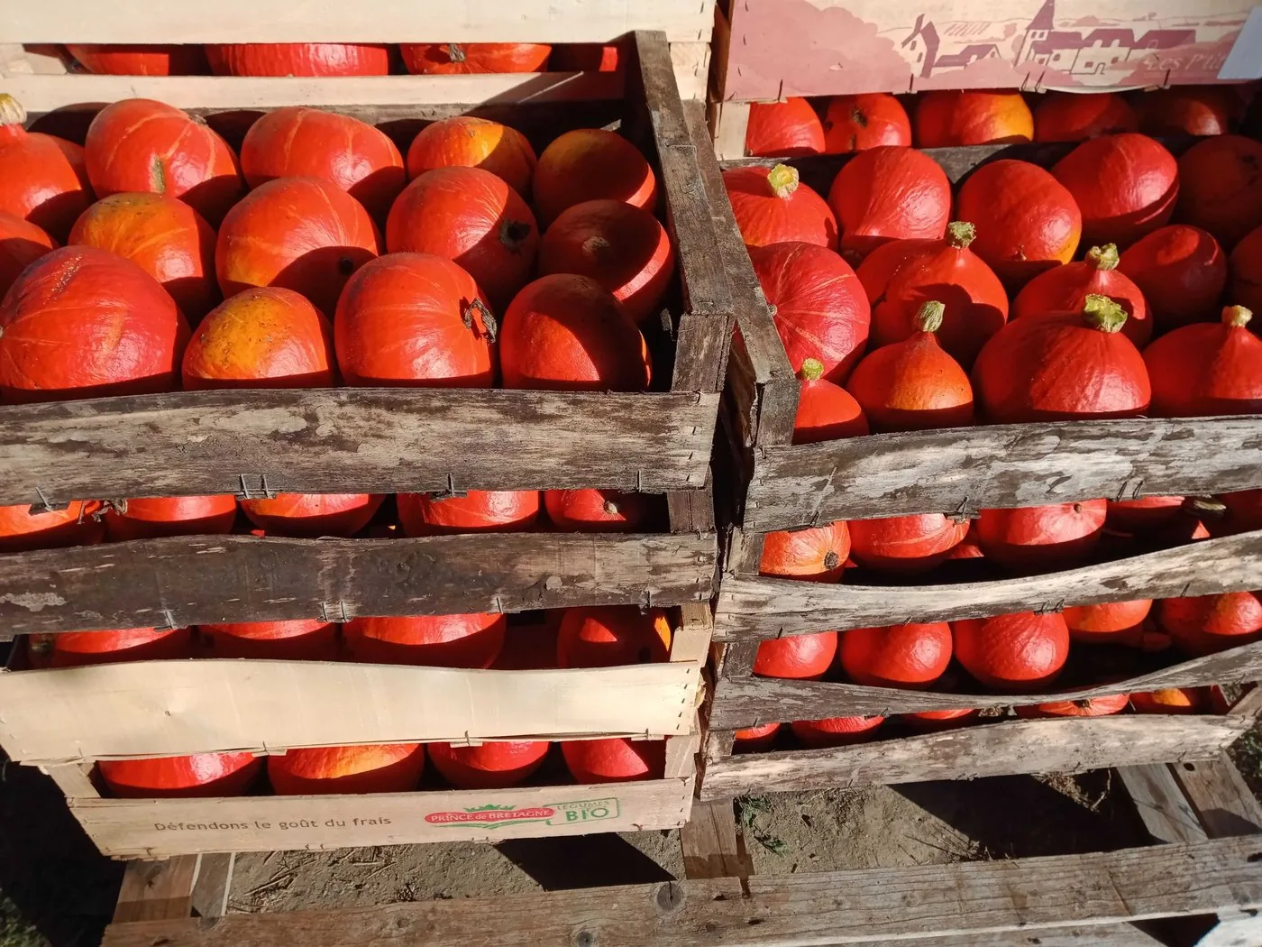 Récolte de potimarron