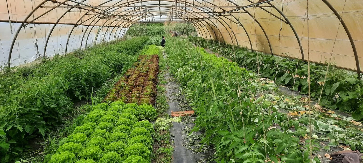Tomates sous serre