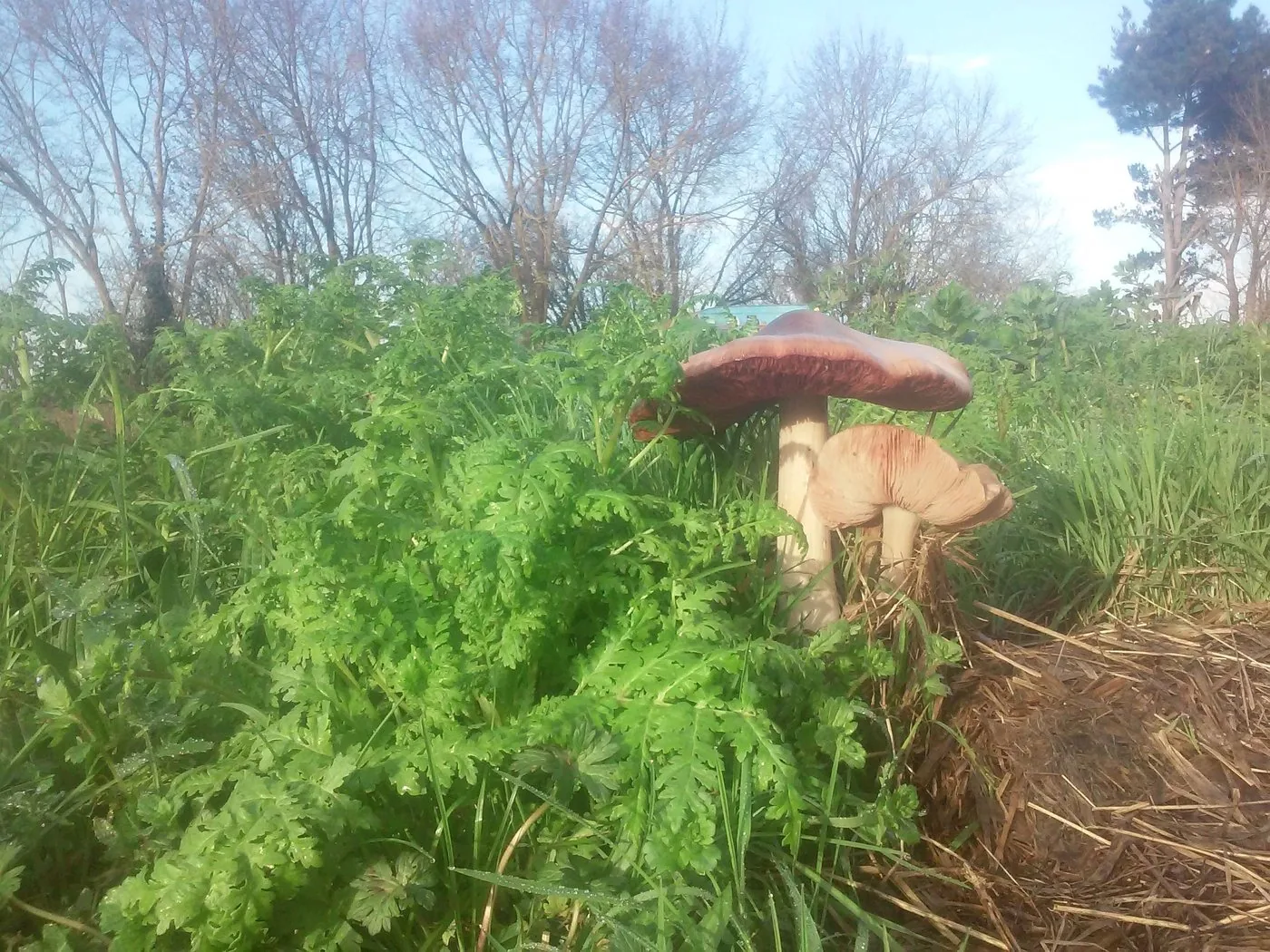 Champignon