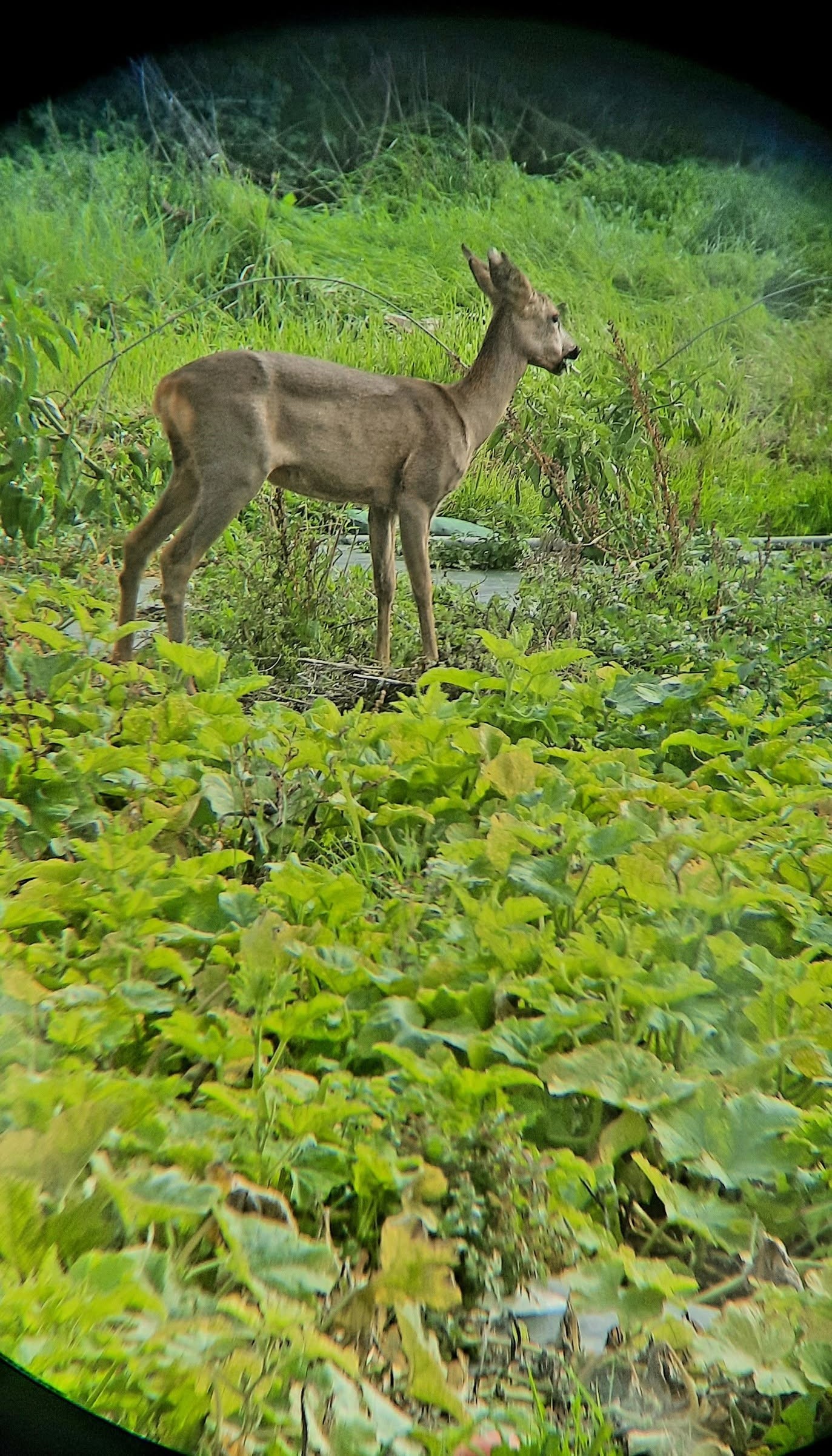Chevreuil au jardin