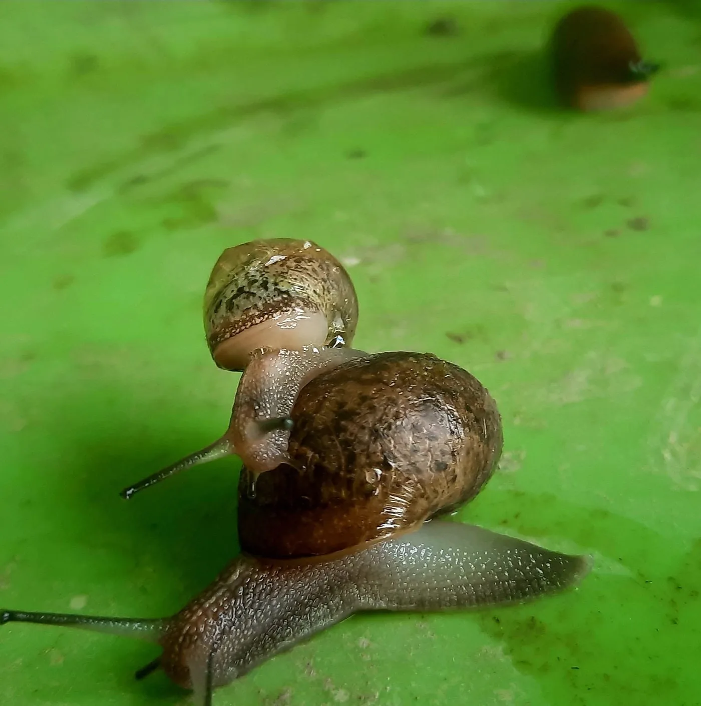 Escargots
