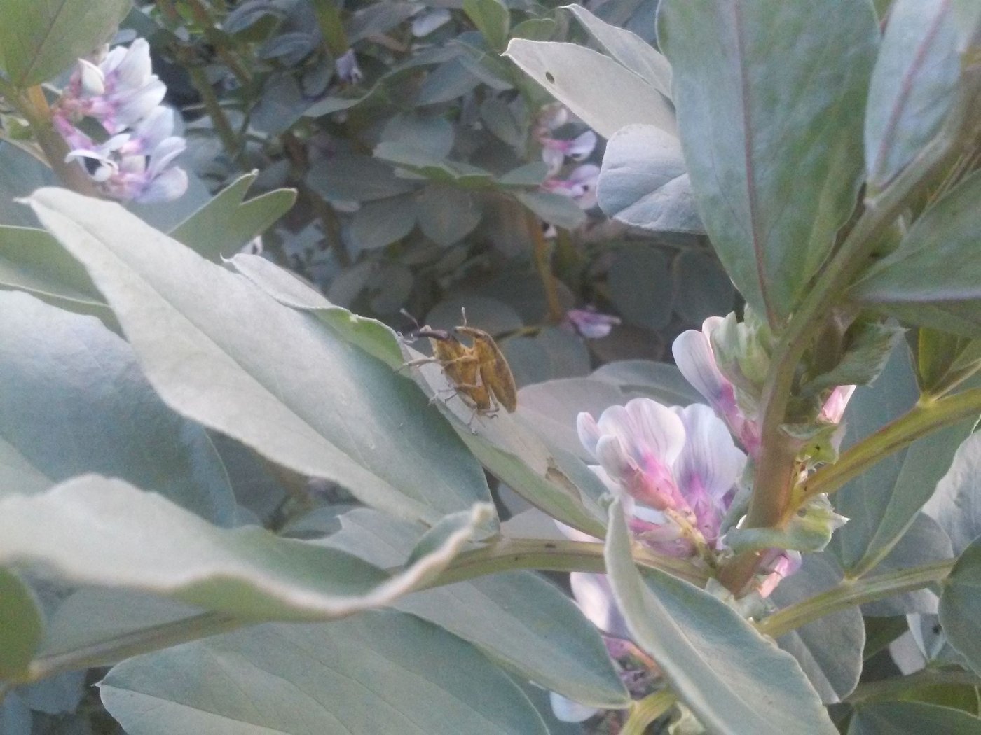 Insectes sur féverolle