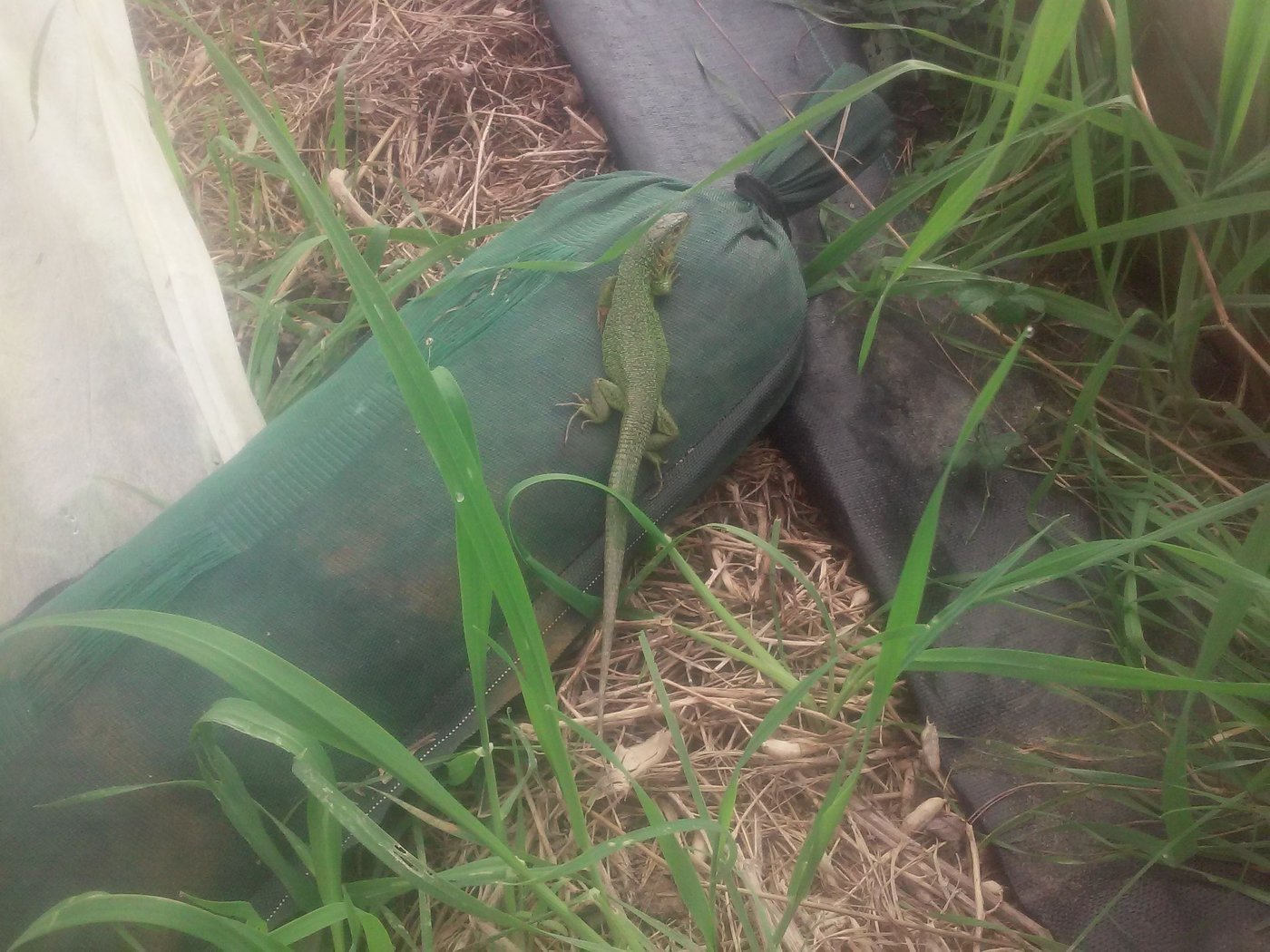 Lézard vert