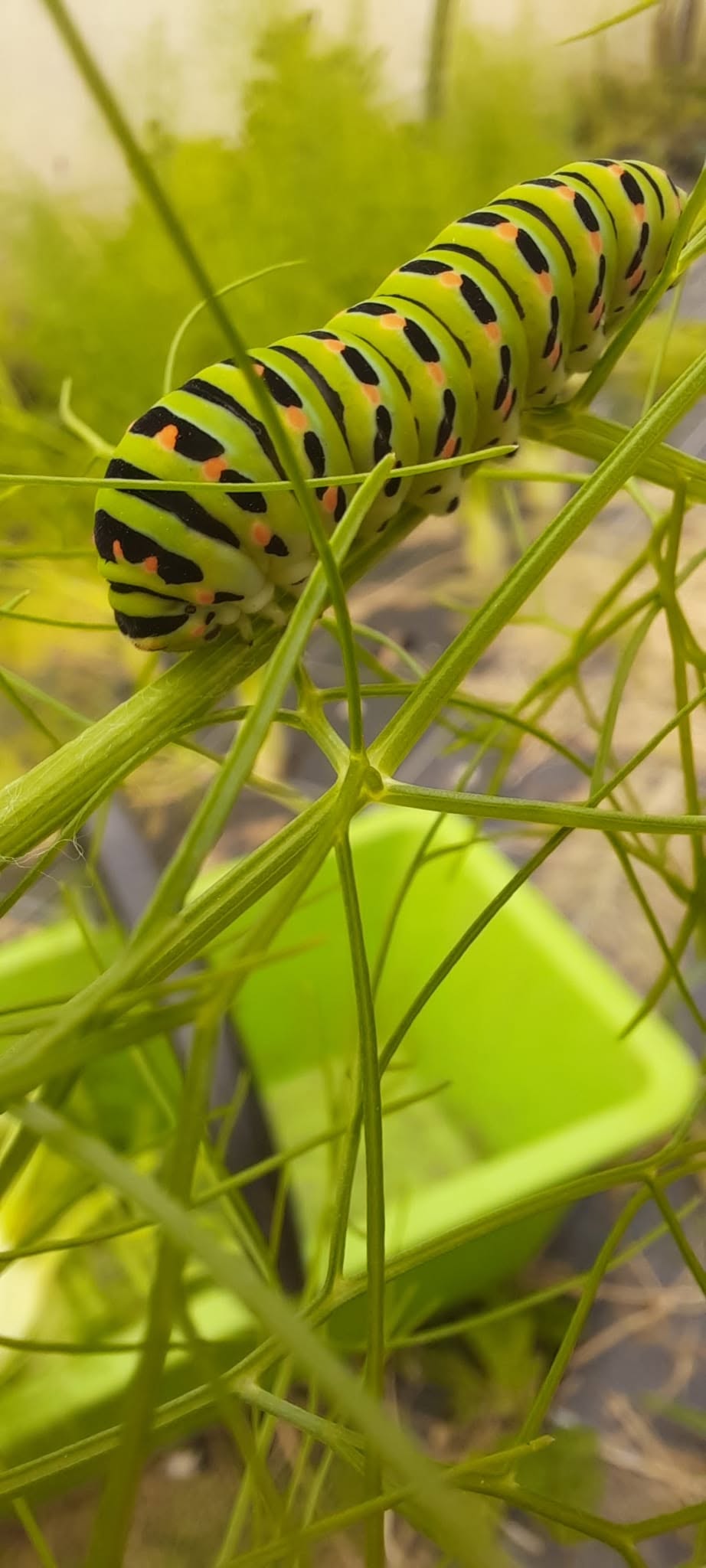 Machaon