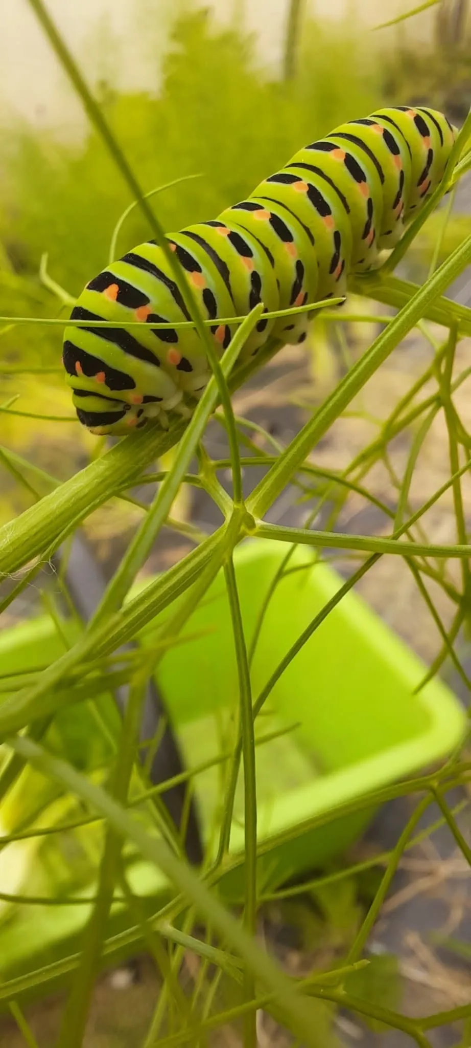 Machaon