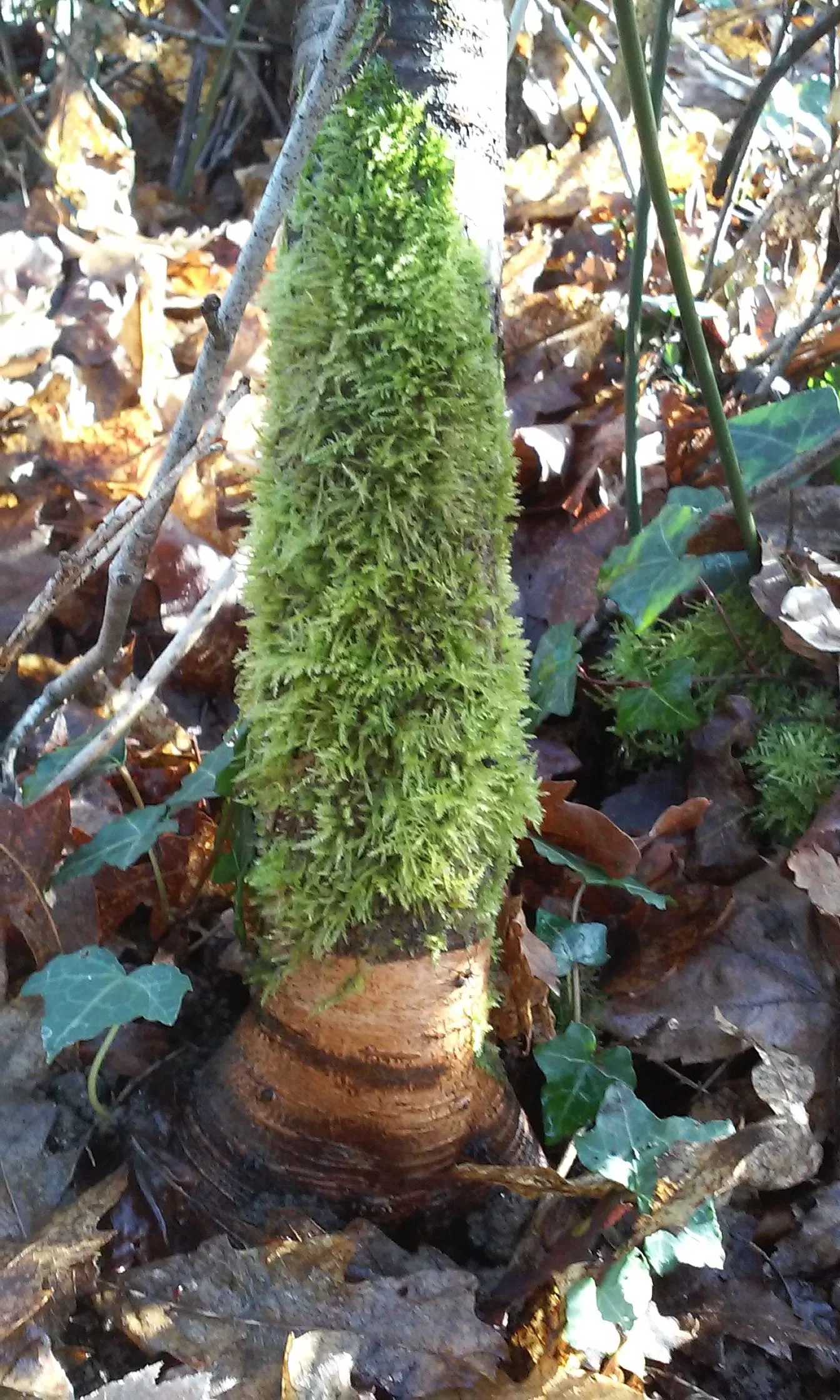 Mousse sur un arbre du petit bois