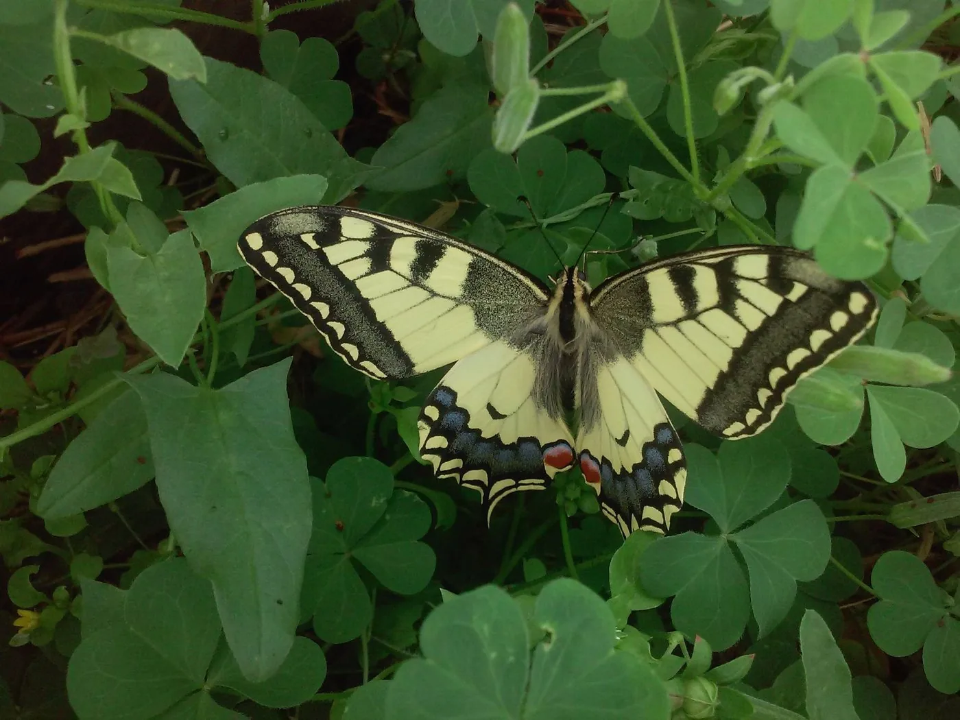 Machaon