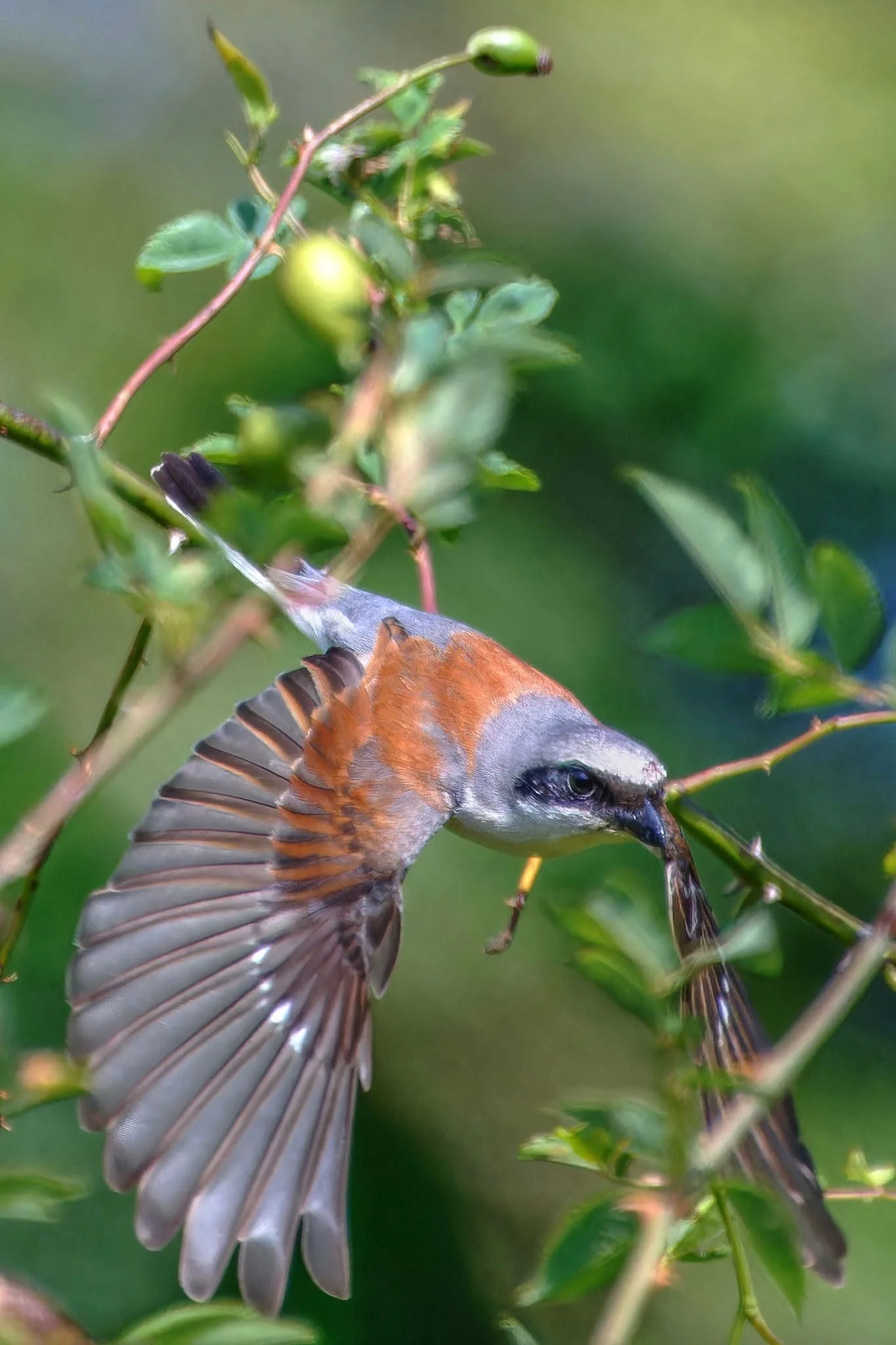 Male red-backed shrike