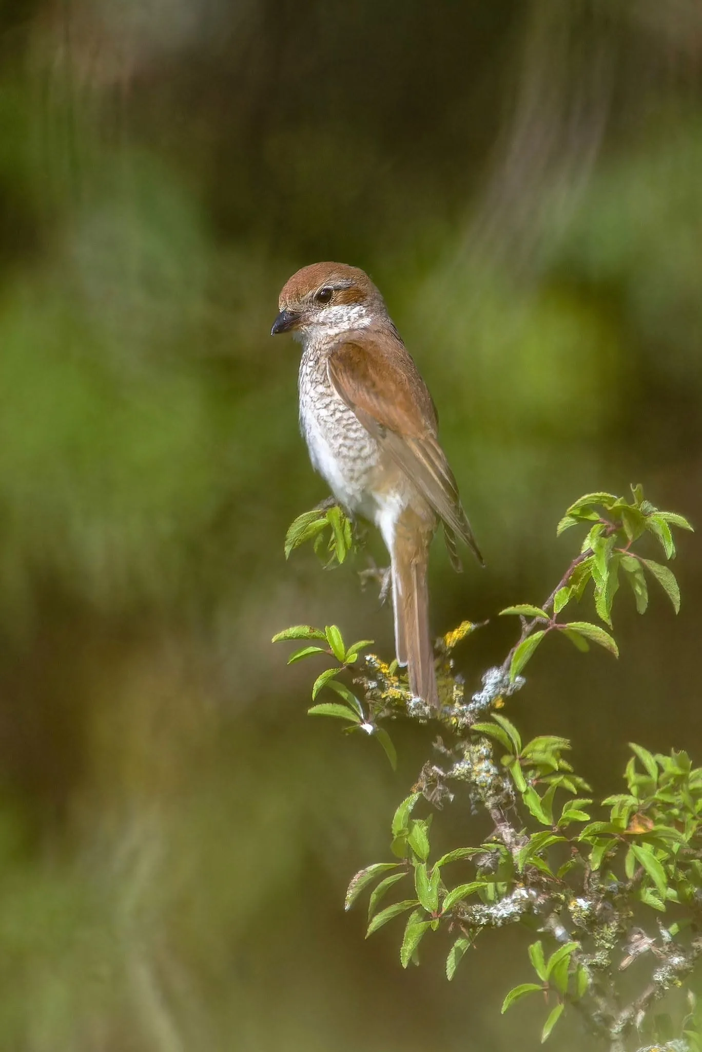 Female shrike