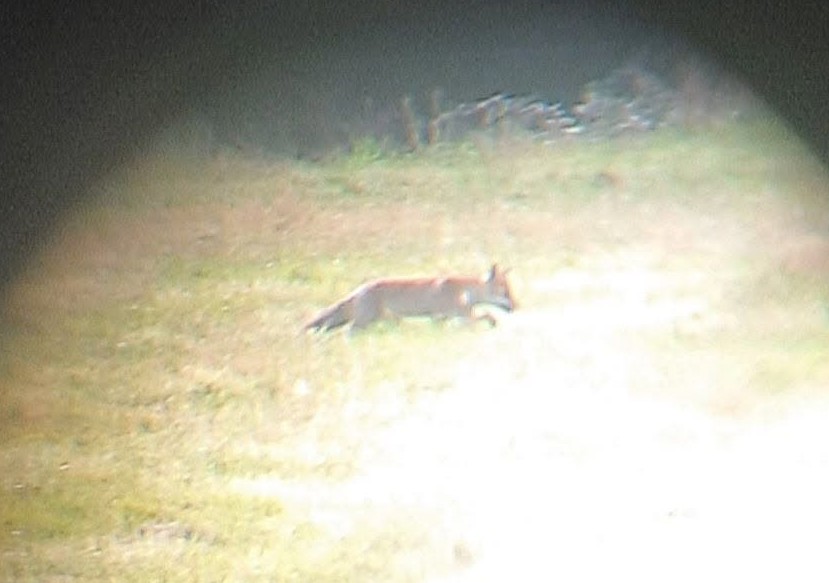 Renard