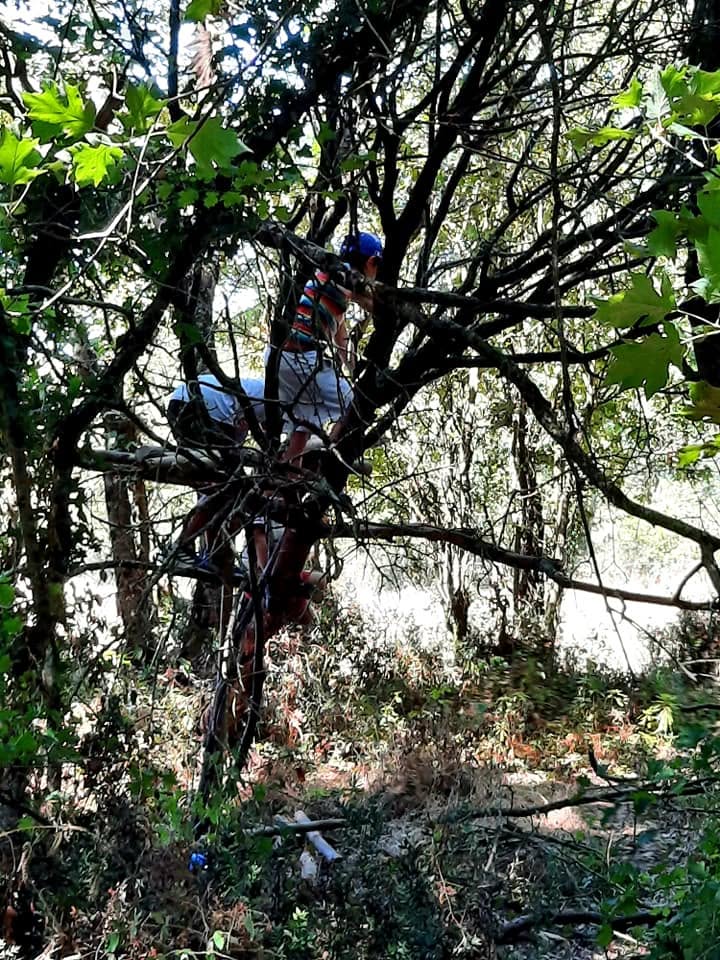 Enfant dans un arbre
