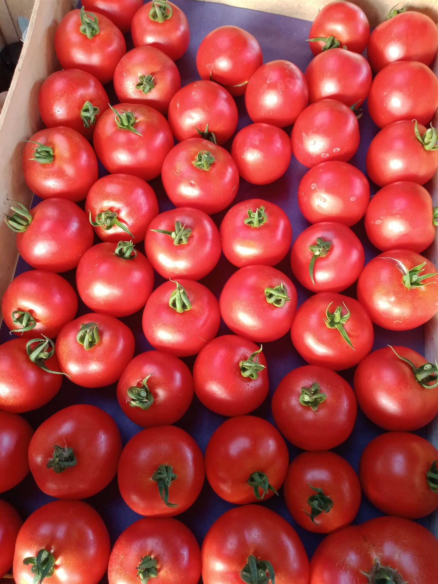 Cagette de tomates
