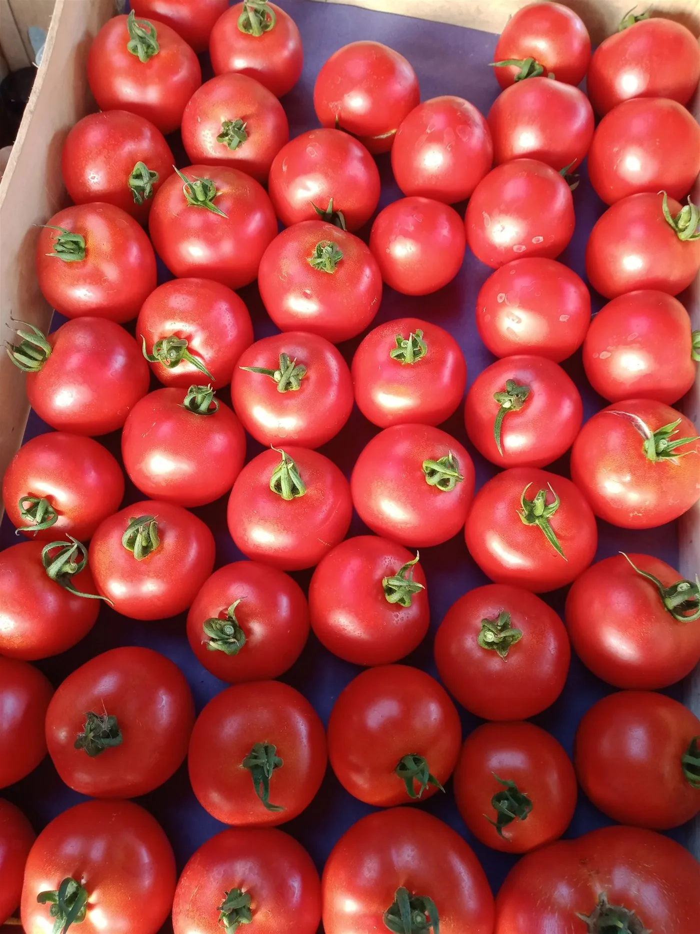 Cagette de tomates