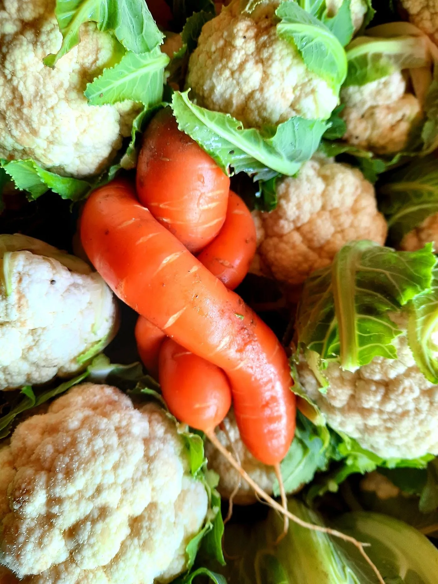 Carottes et chou-fleur