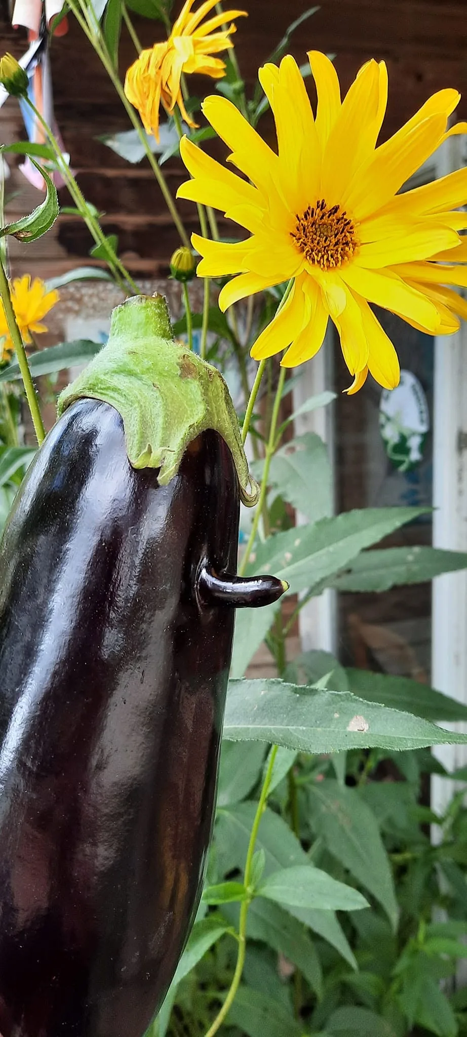 Aubergine