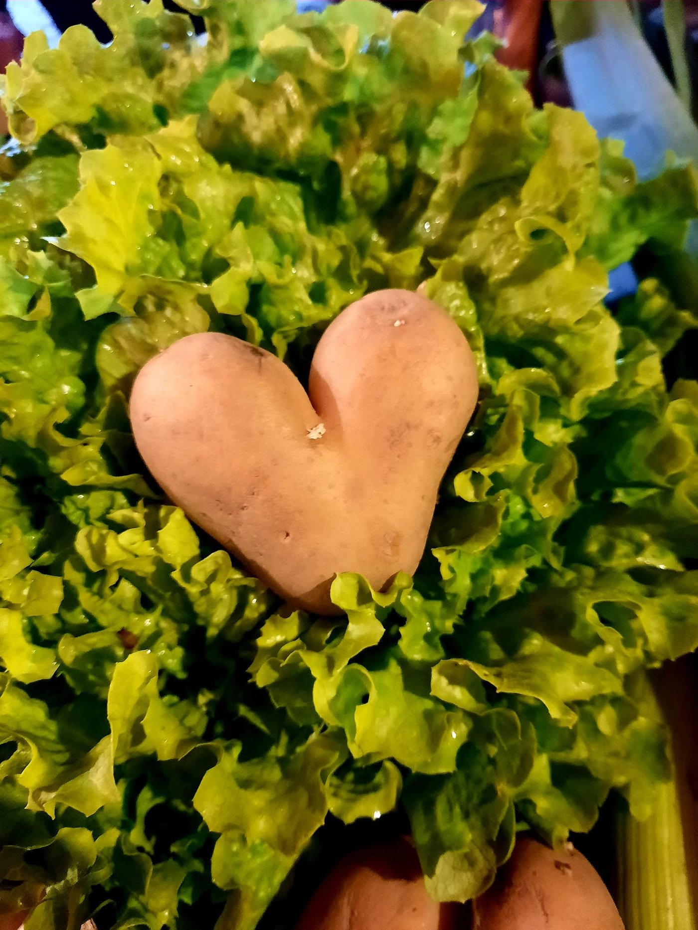 Patate coeur