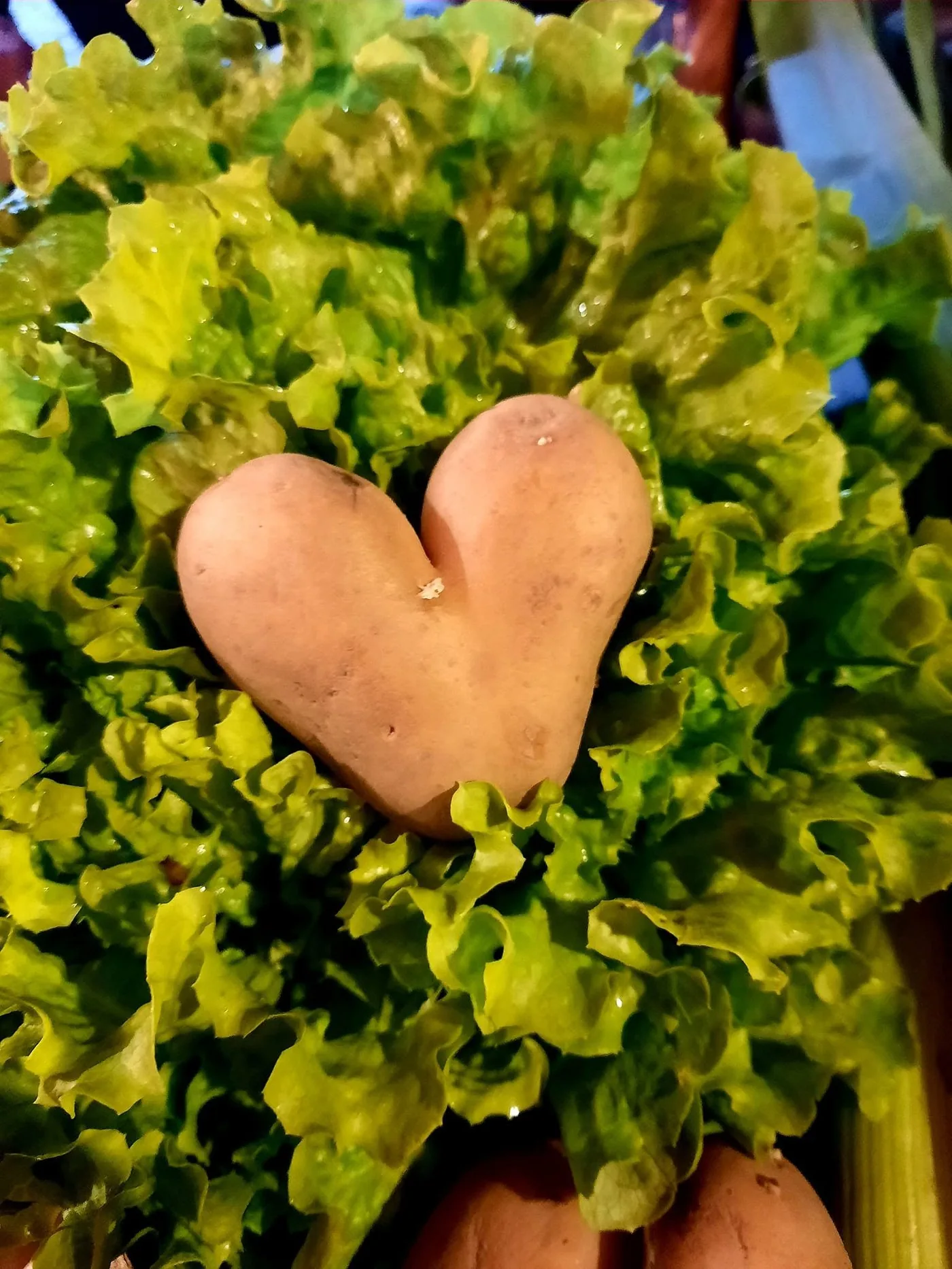 Patate en forme de cœur