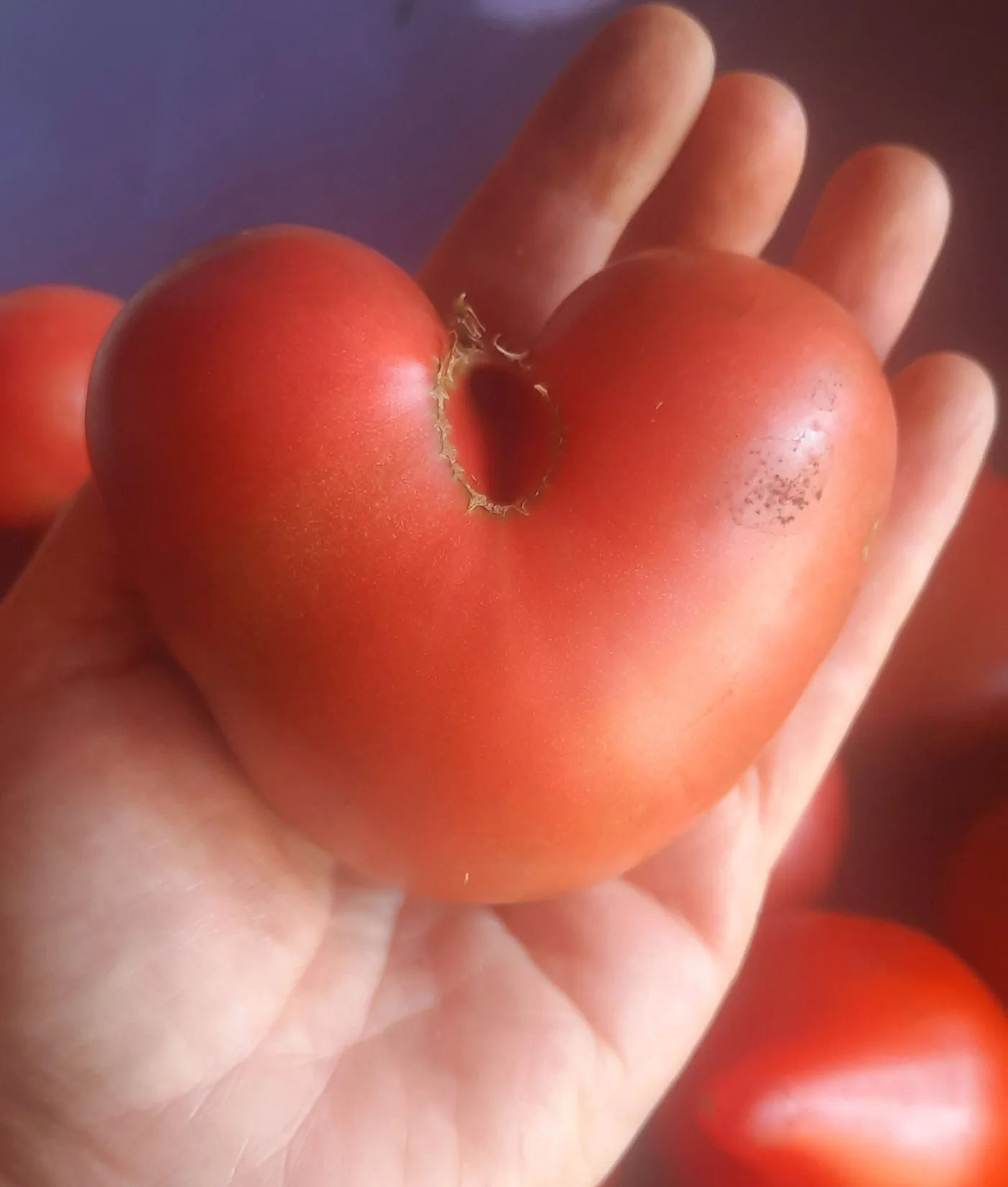 Tomate en forme de cœur