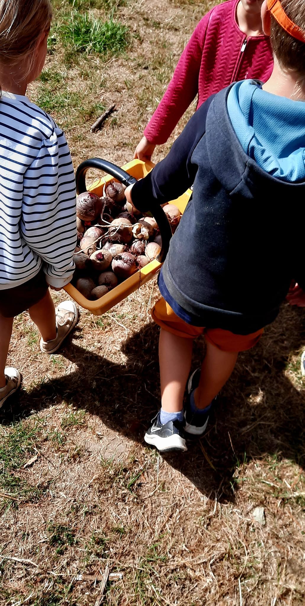 Récolte de légumes avec les enfants