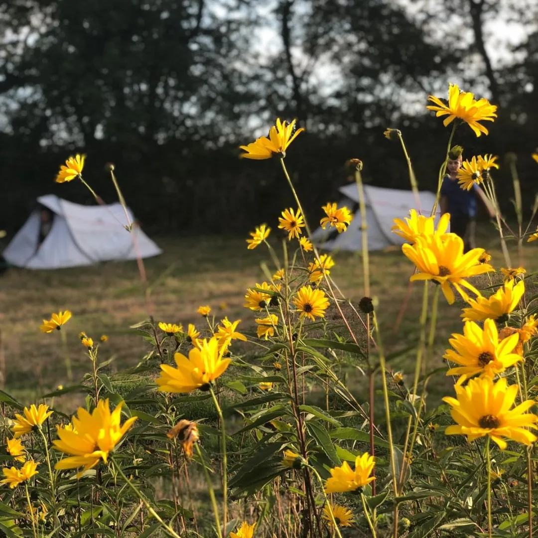 Tentes et tournesols