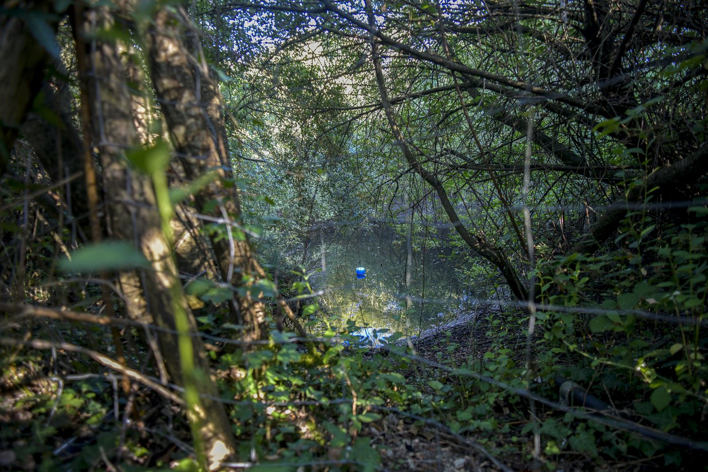 L'étang du haut caché sous les arbres