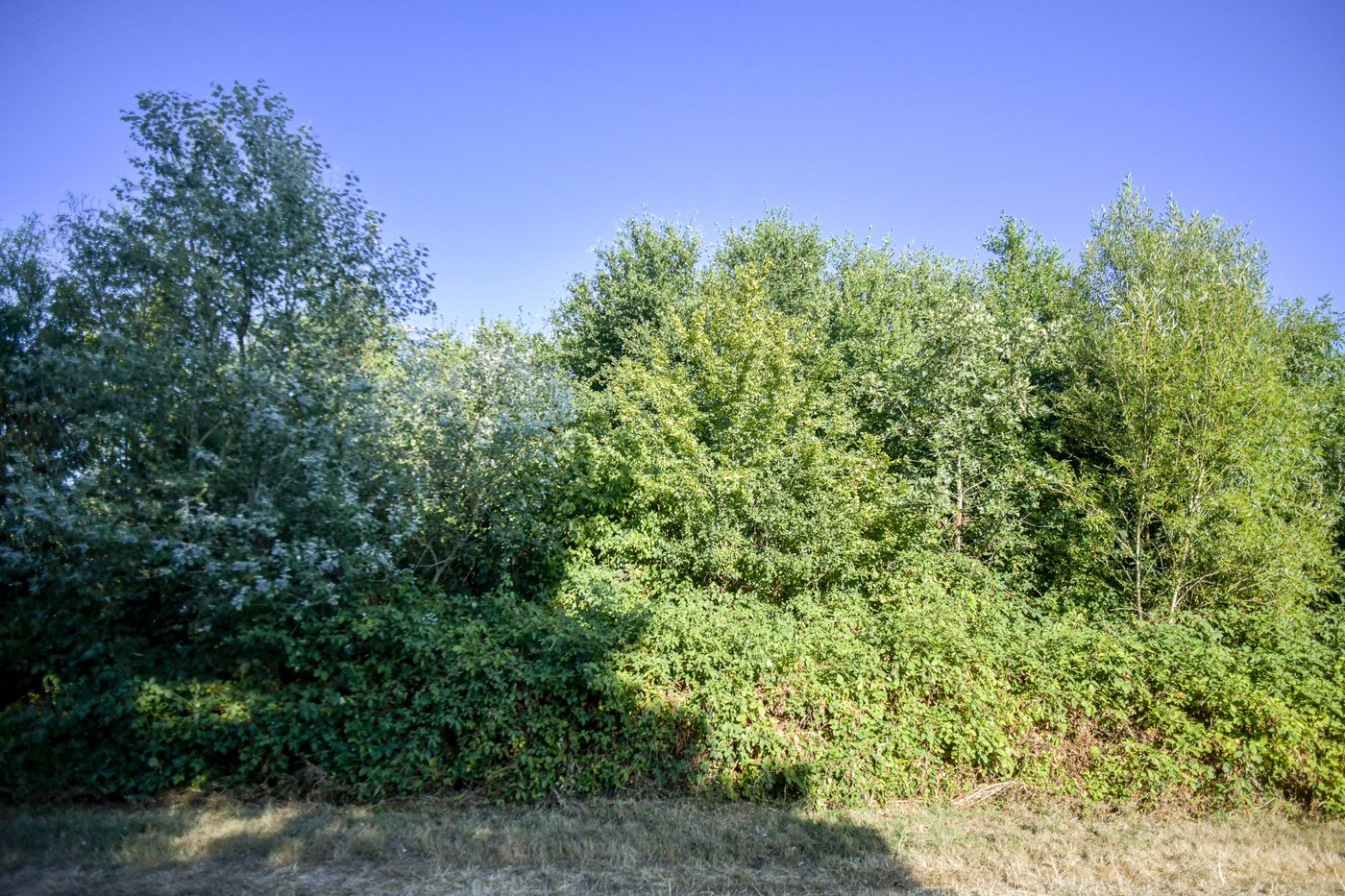 haie-bocagère-roncier-plantee-en-2015
