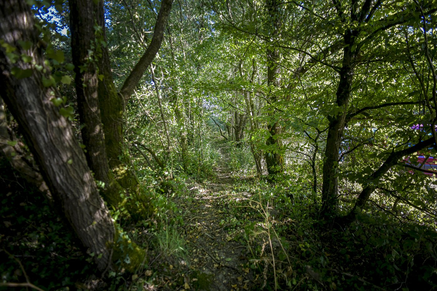haie-camping-chemin-hamacs-2
