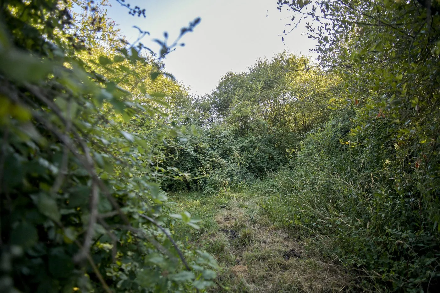Haie de l'étang du haut, roncier sauvage depuis 2007