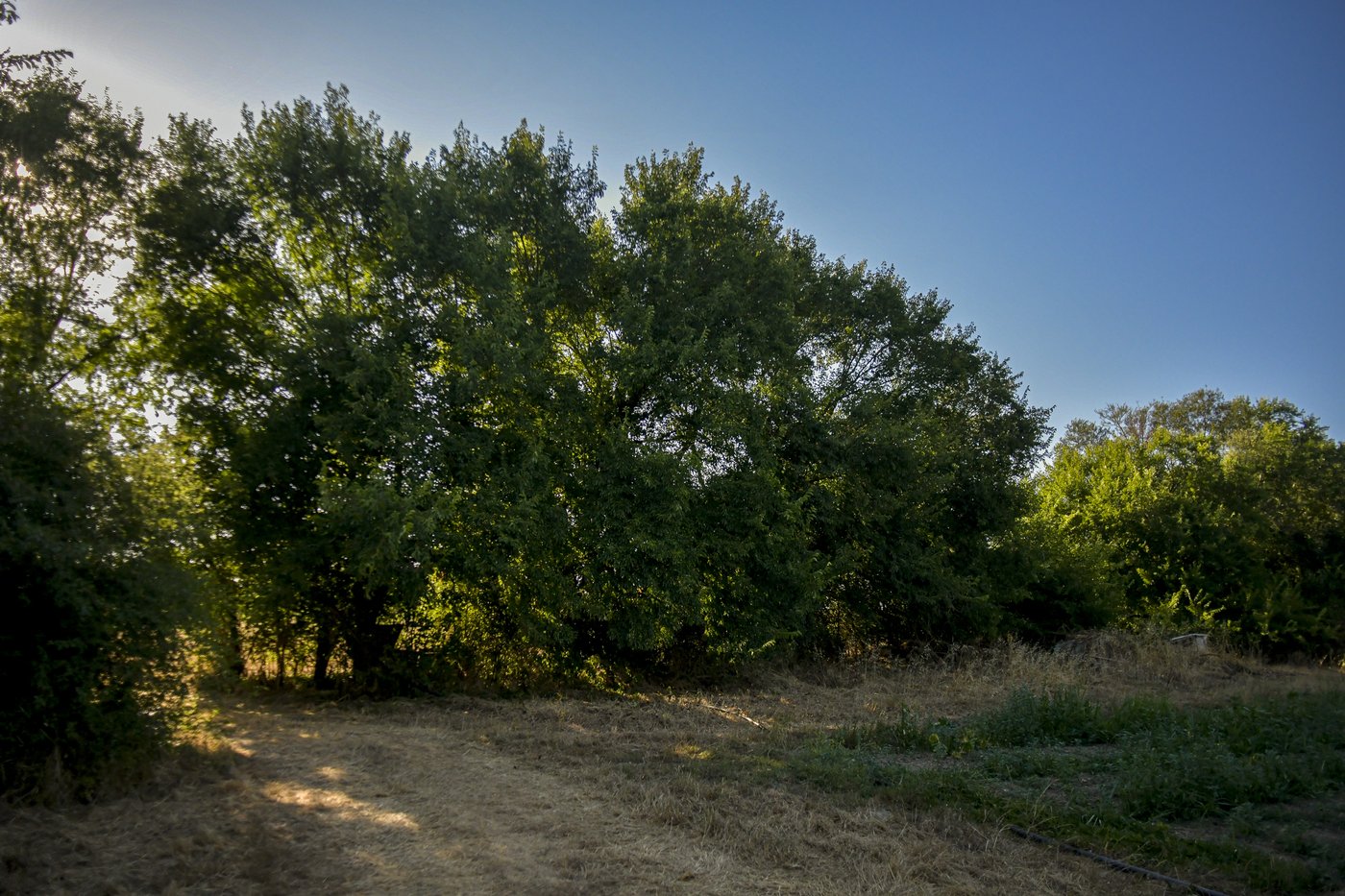 haie ormes plantee annees 1980 chemin