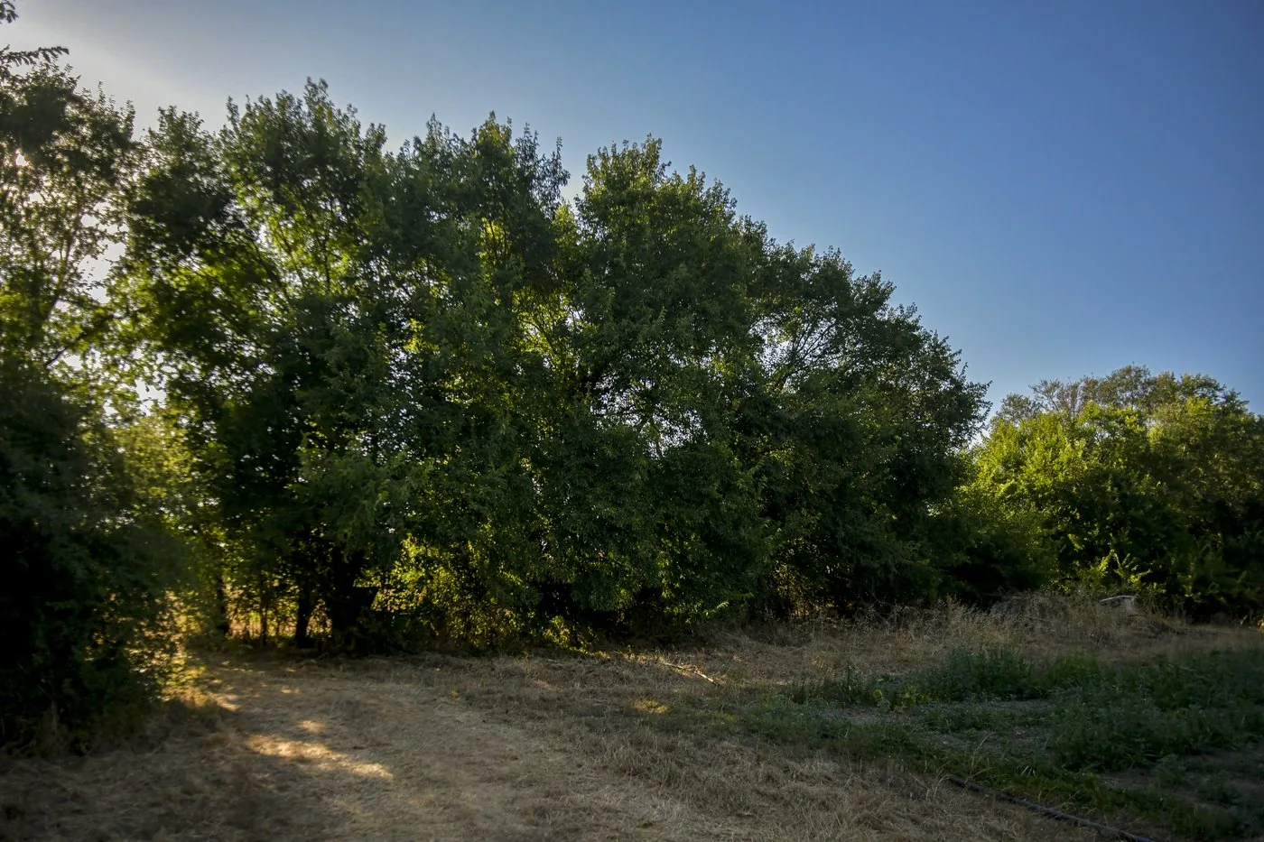 Haie d'ormes plantée dans les années 1980, chemin