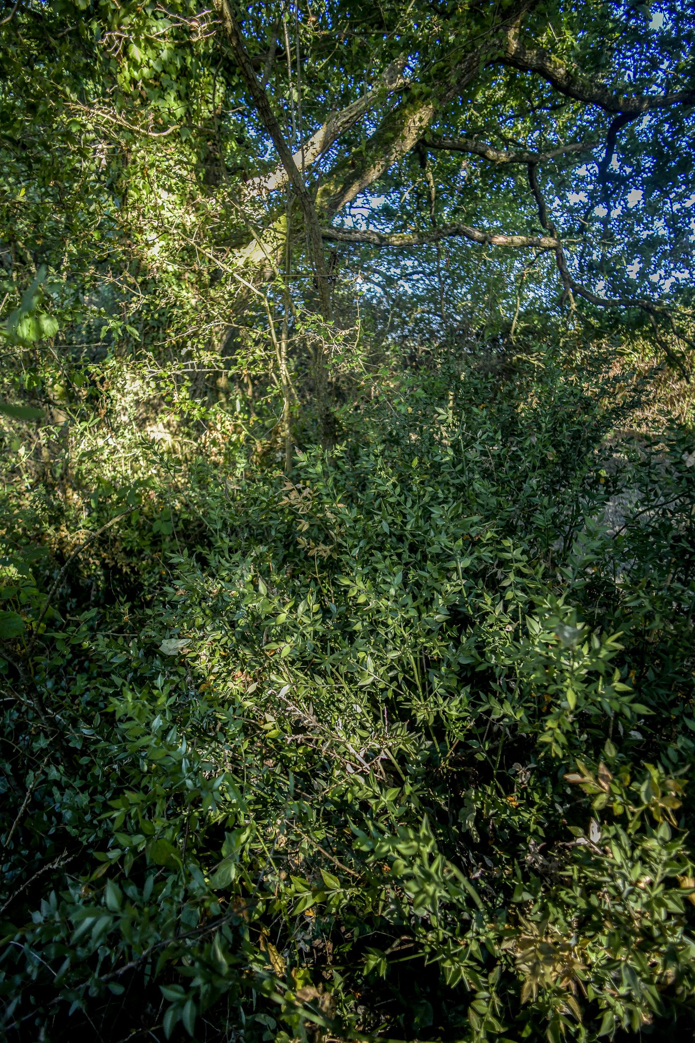 haie sauvage chene lierre fragonette
