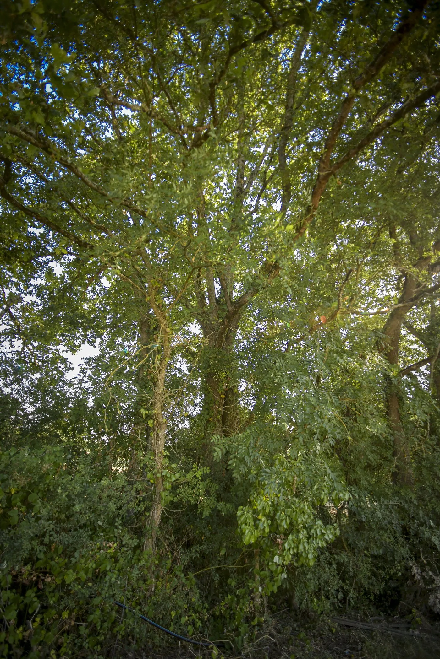 Haie sauvage avec des chênes, frênes, ronces