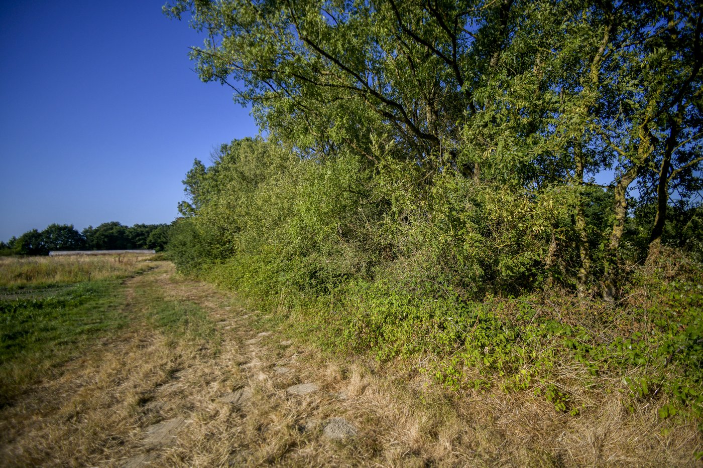 haie sauvage frene roncier chemin