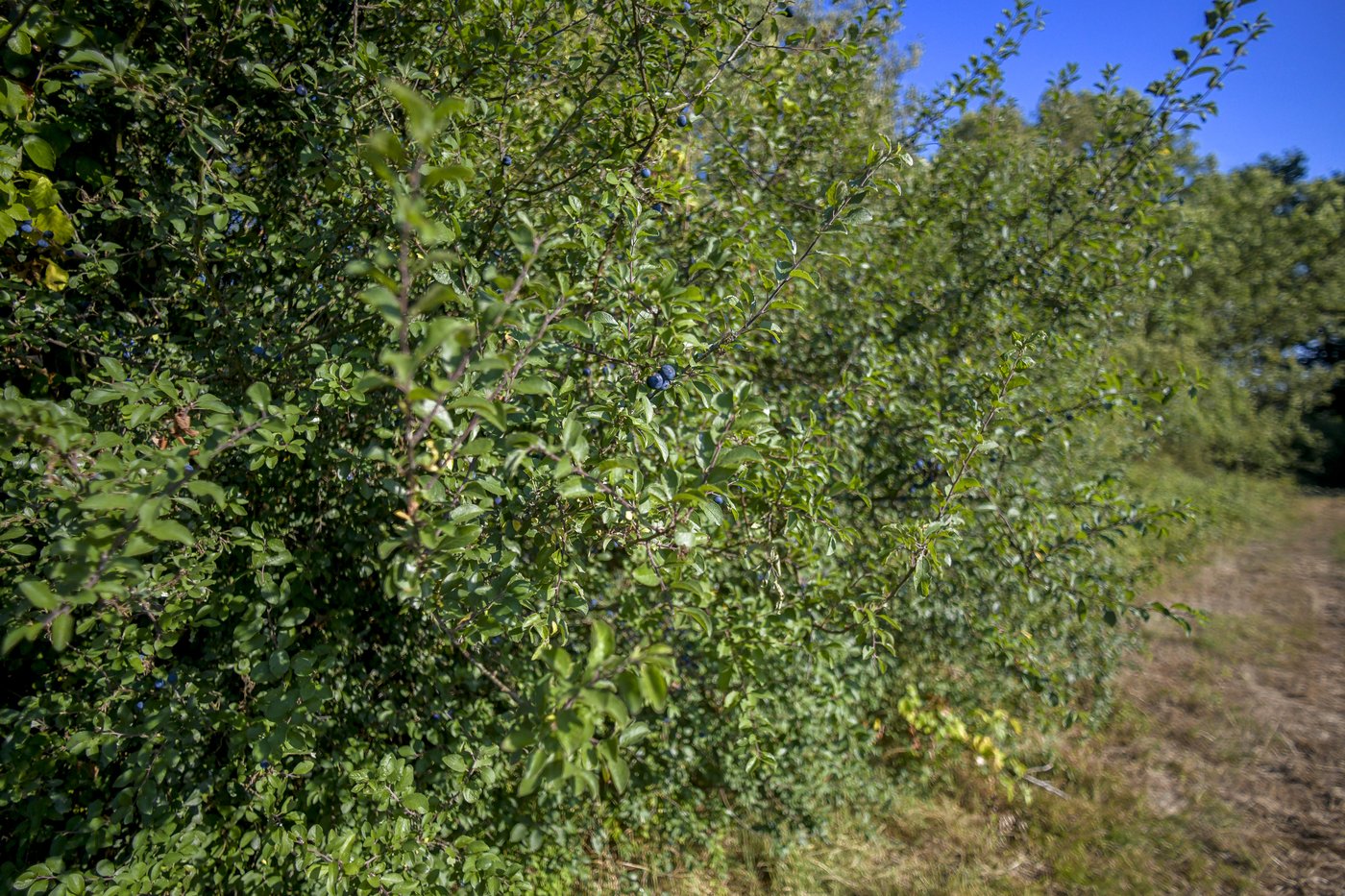 haie sauvage prunellier