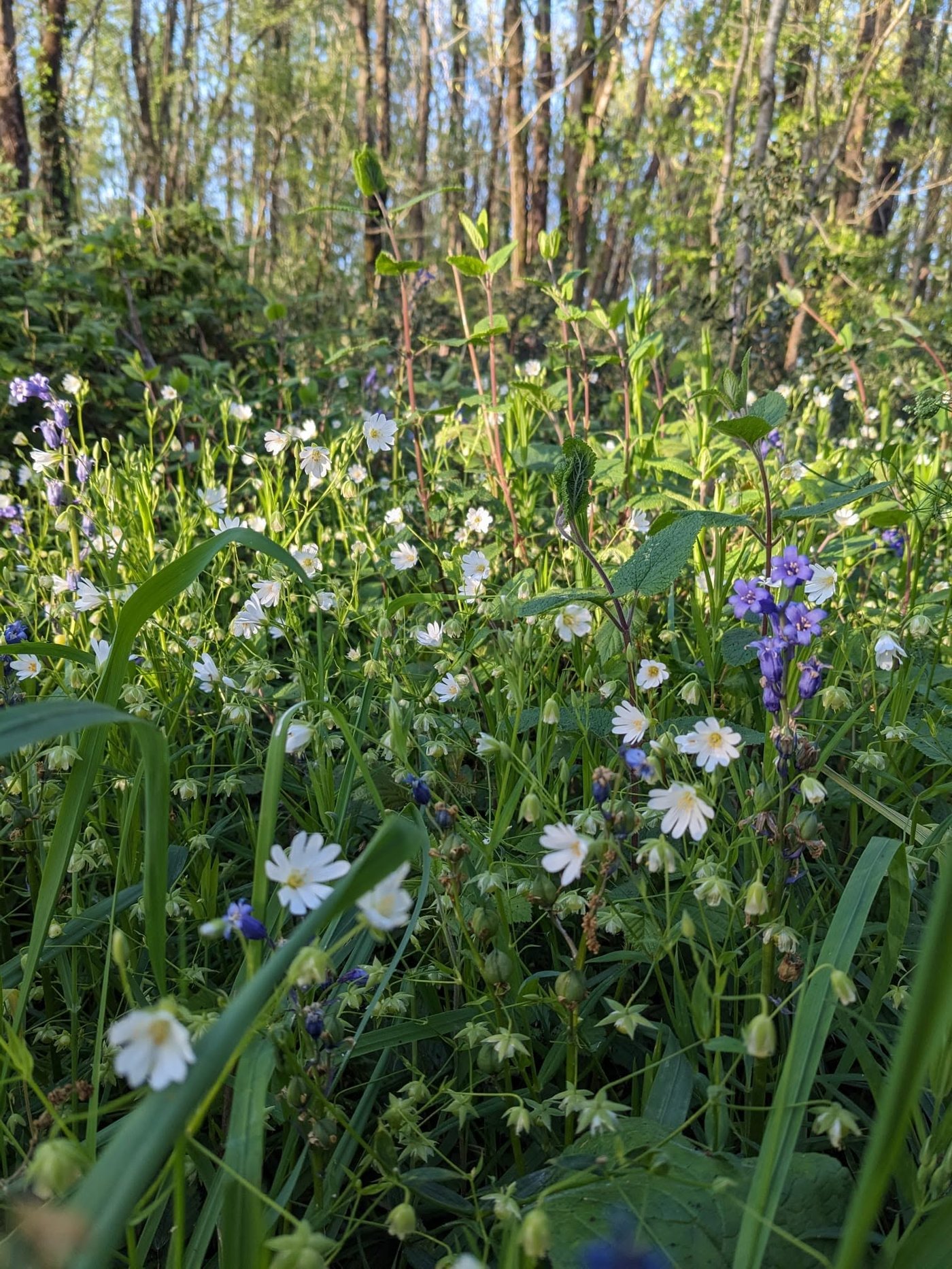 Petit bois en fleurs