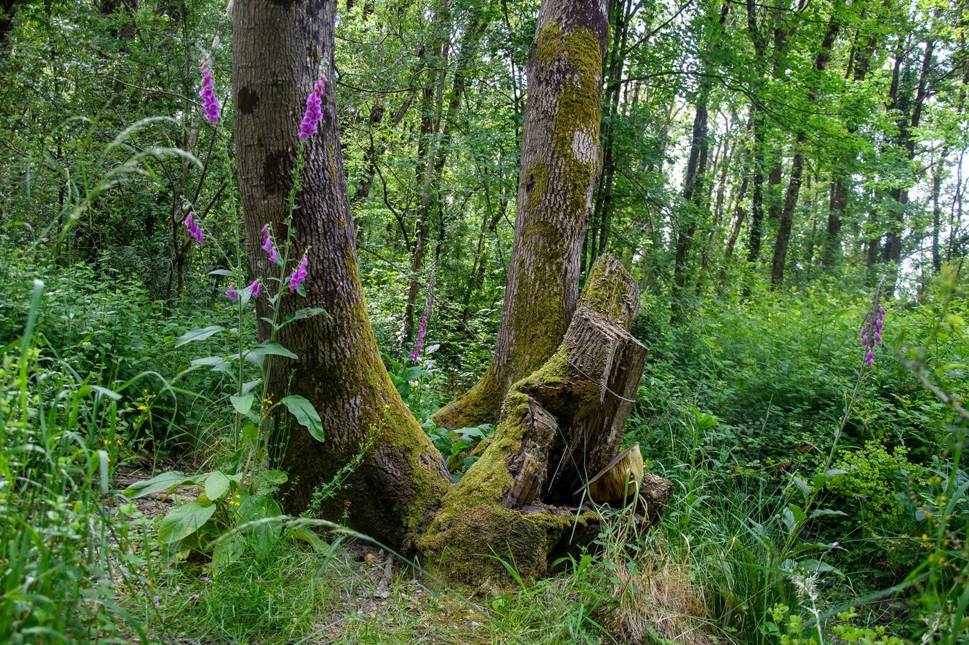 Vue du petit bois