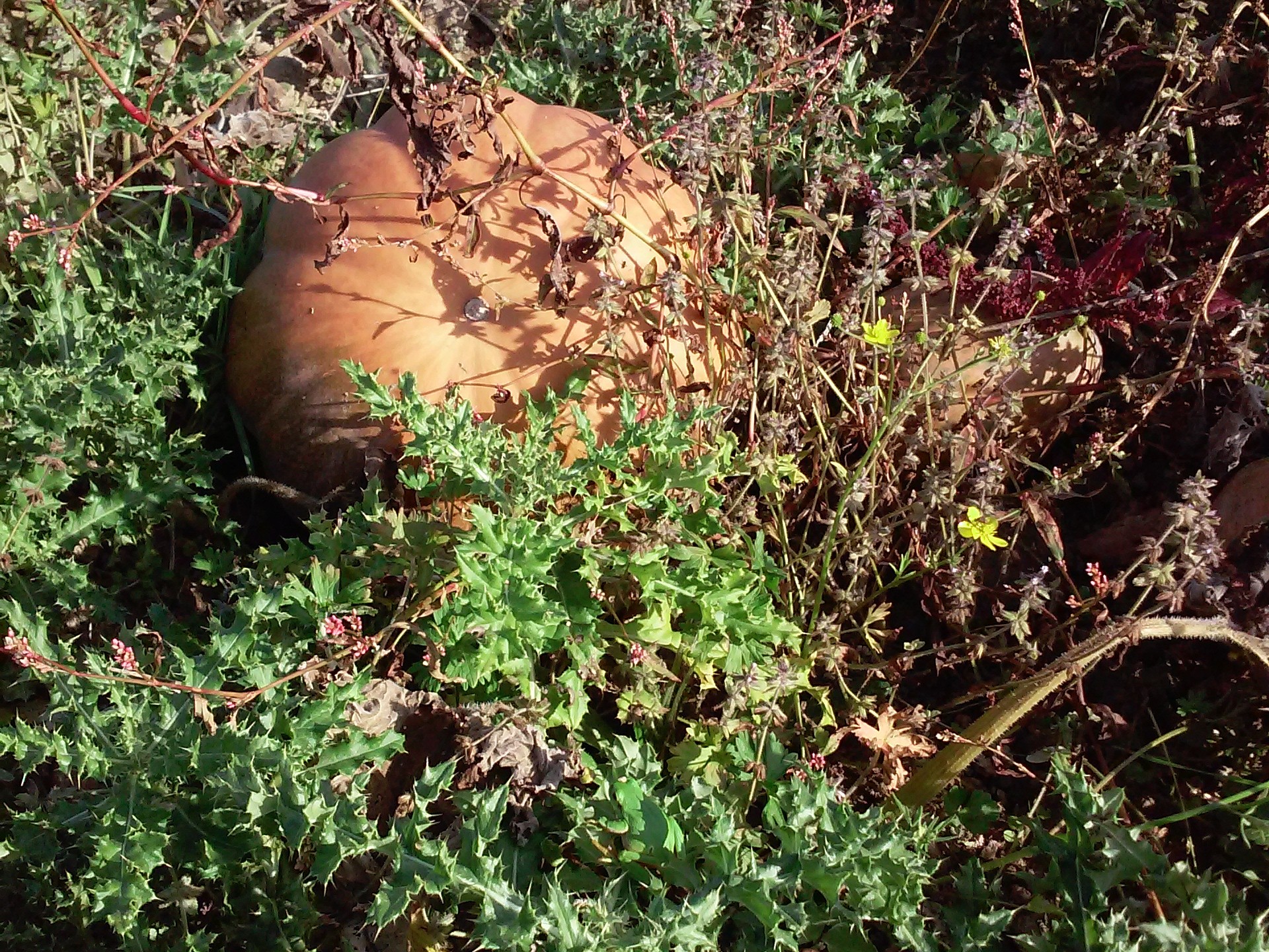 rainette-courge