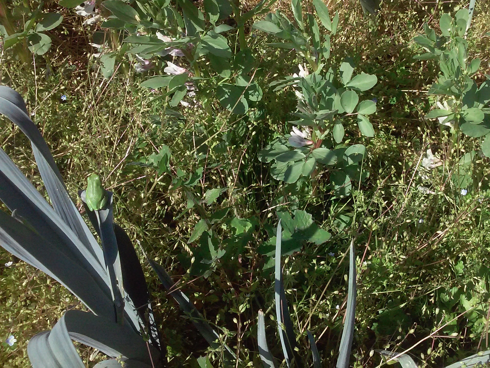 rainette-poireau