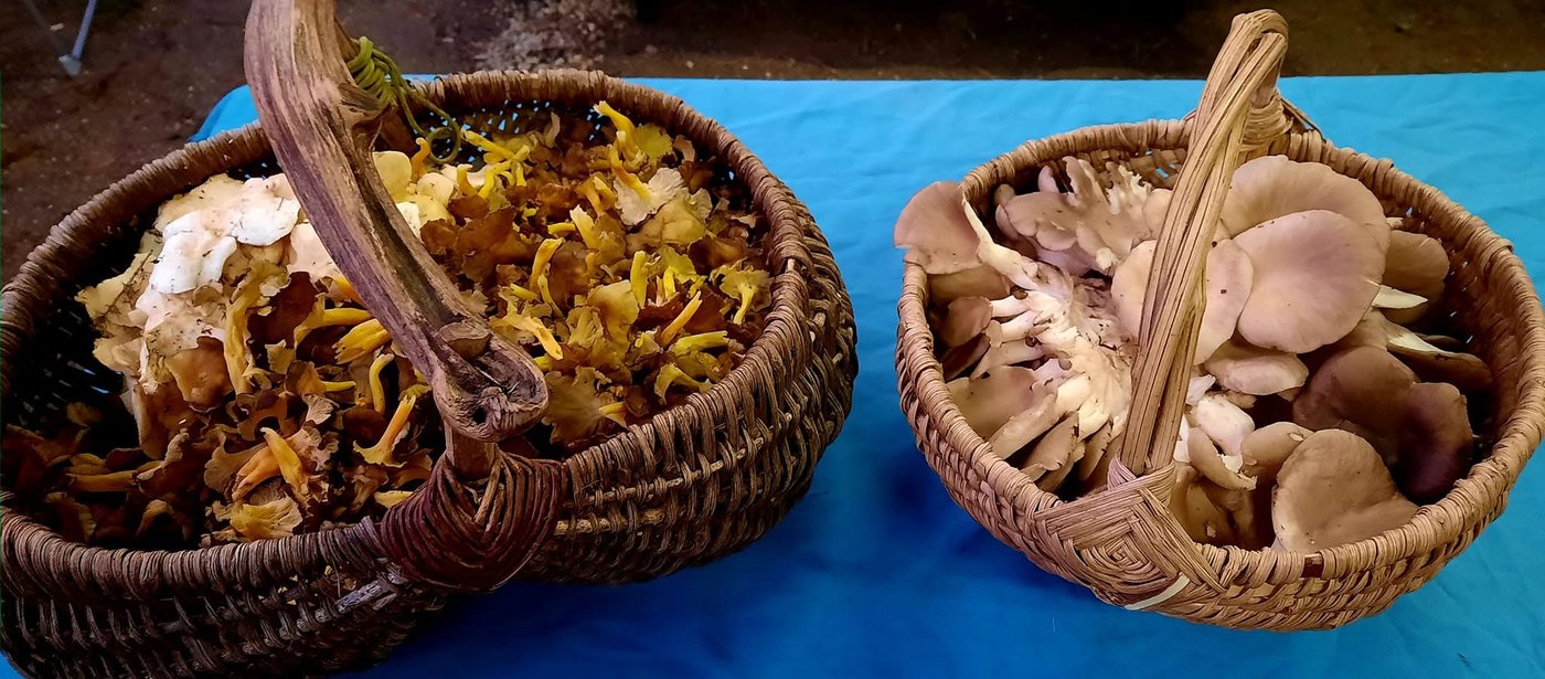 Champignons